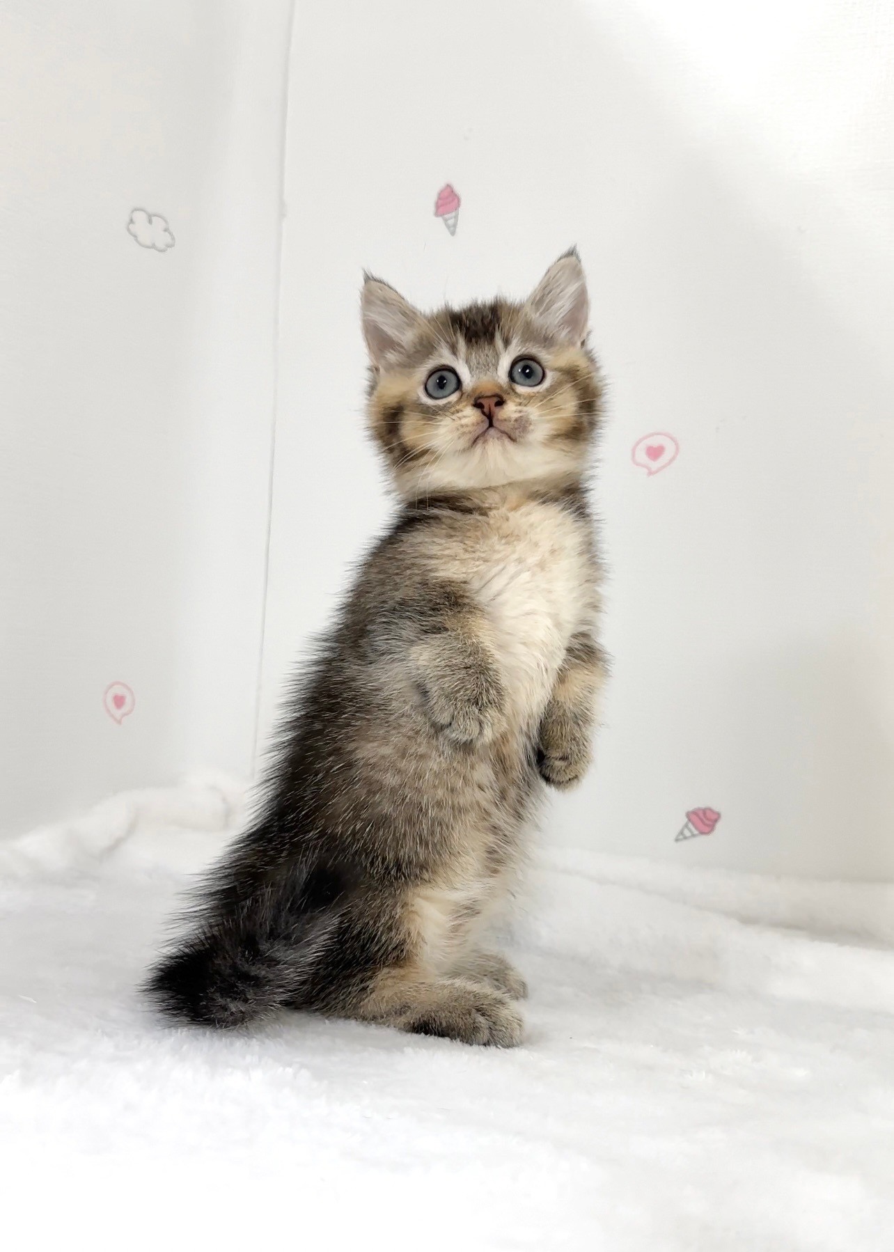 貓咪總動員館／黑金色曼赤肯