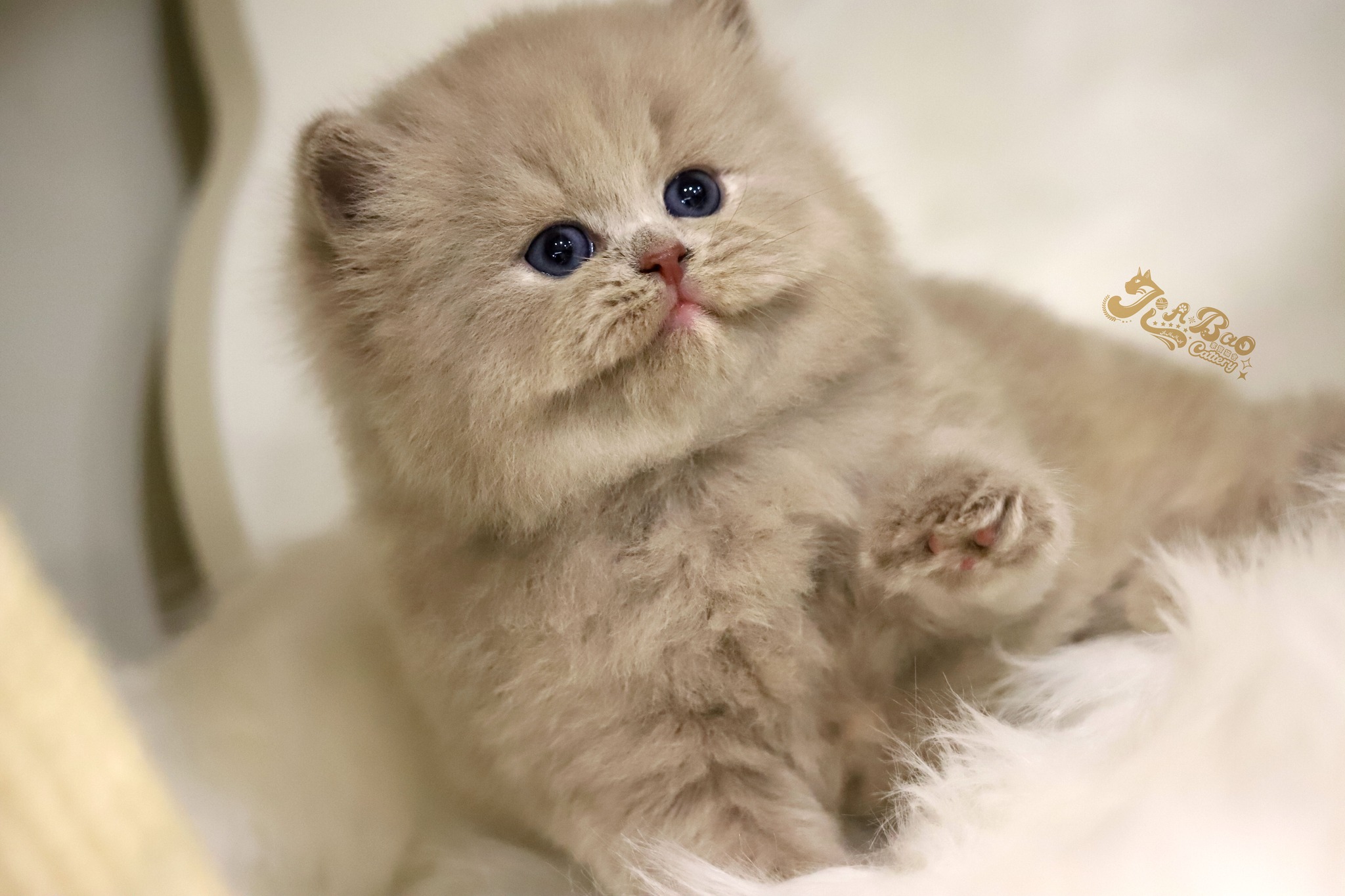 家寶寵物／紫丁香英國長毛貓