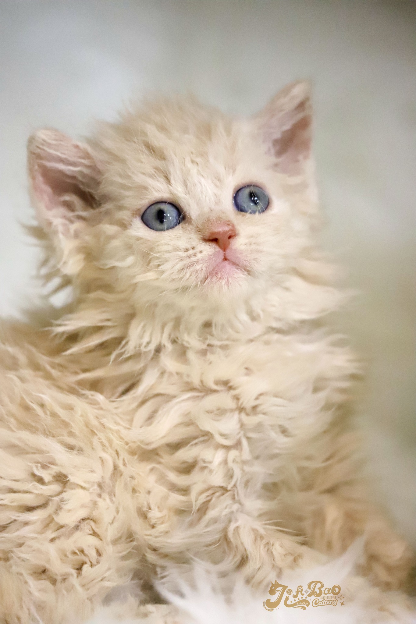 家寶寵物／香檳金賽爾凱克捲毛貓