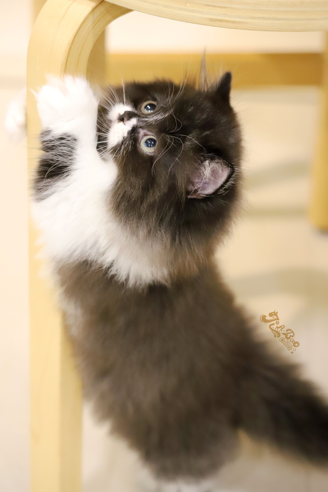 家寶寵物／黑白色小步舞曲