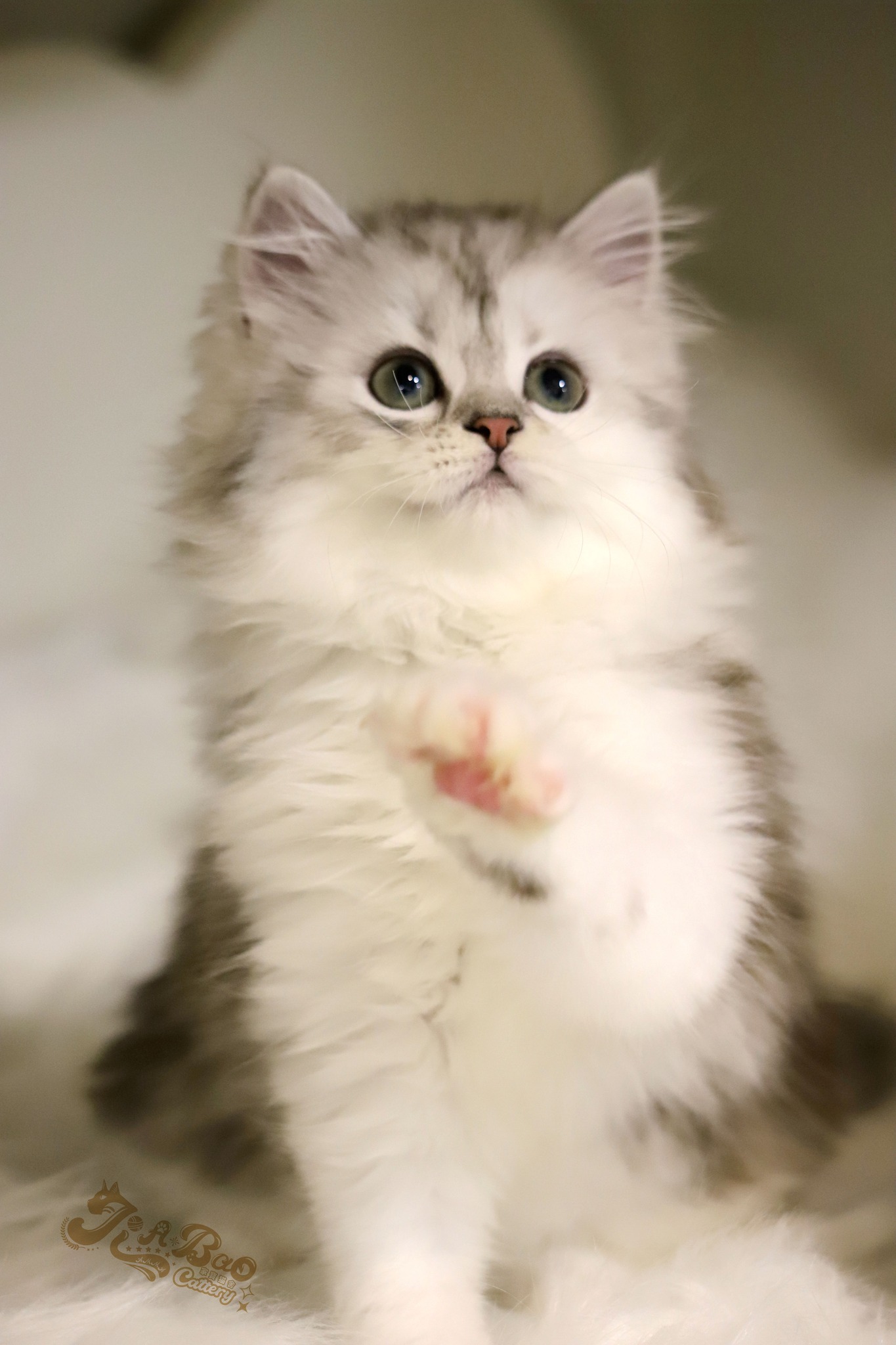 家寶寵物／銀白虎斑非標準長毛貓