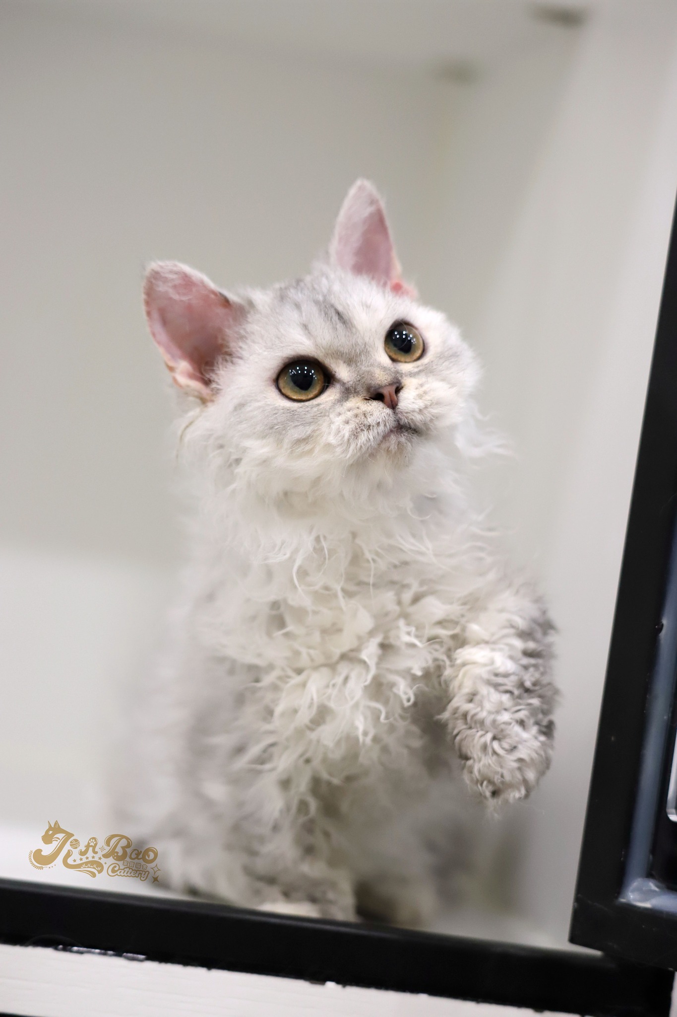 家寶寵物／銀漸層自然捲小步舞曲