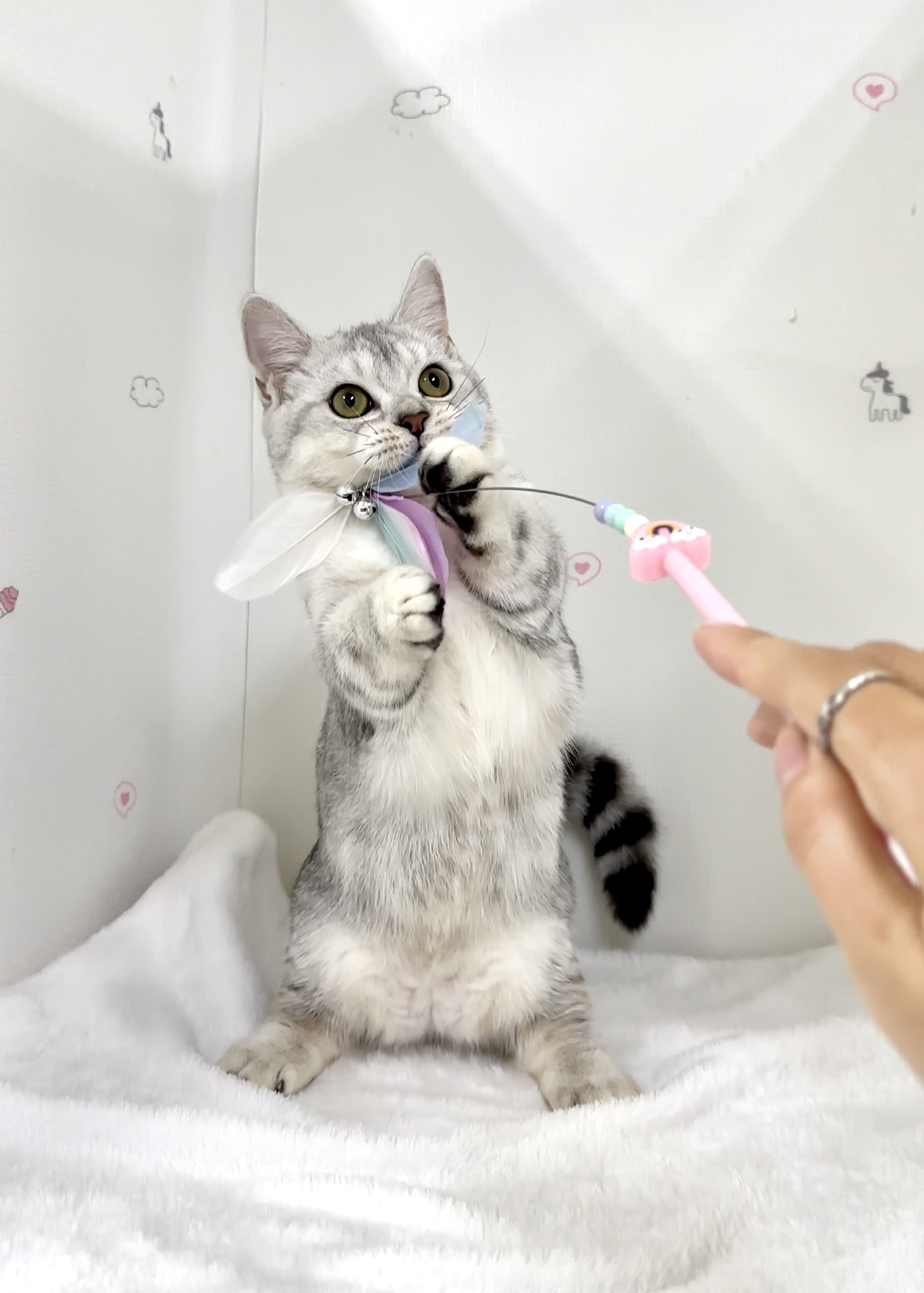 貓咪總動員館／銀白色曼赤肯