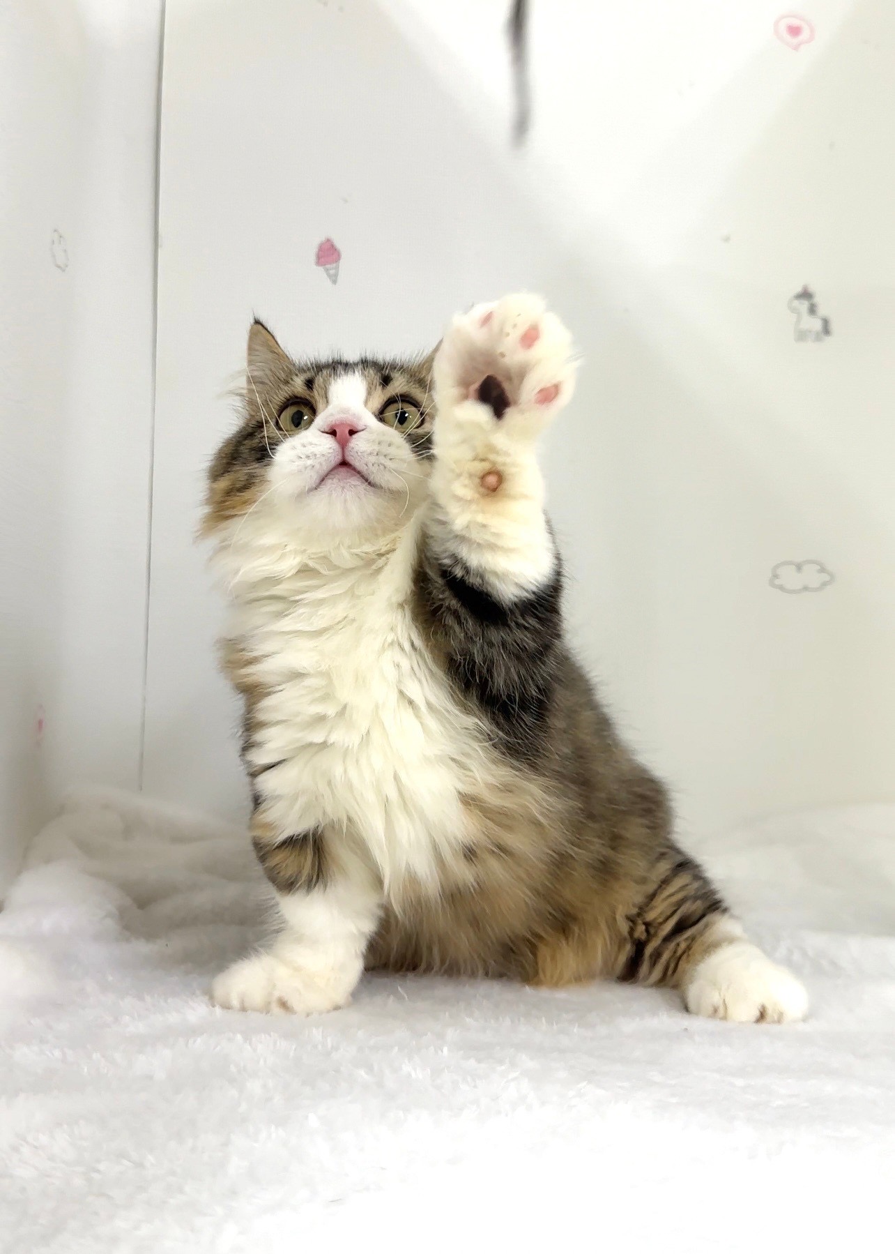 貓咪總動員館／虎斑賓士小步舞曲