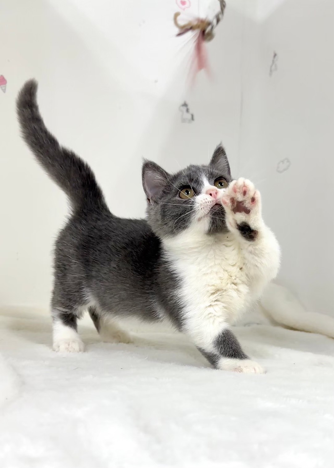 貓咪總動員館／藍白賓士曼赤肯