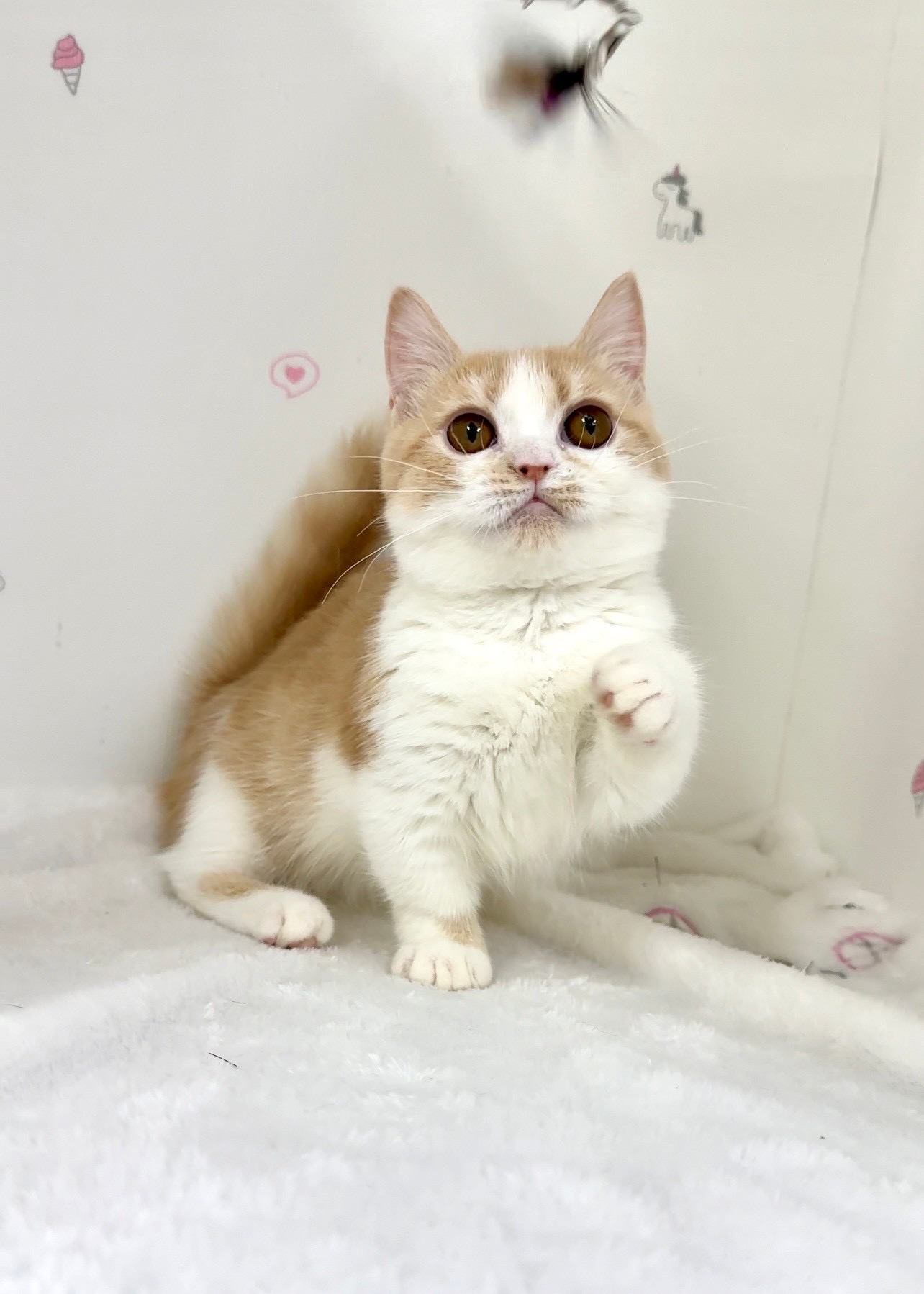 貓咪總動員館／橘白色曼赤肯