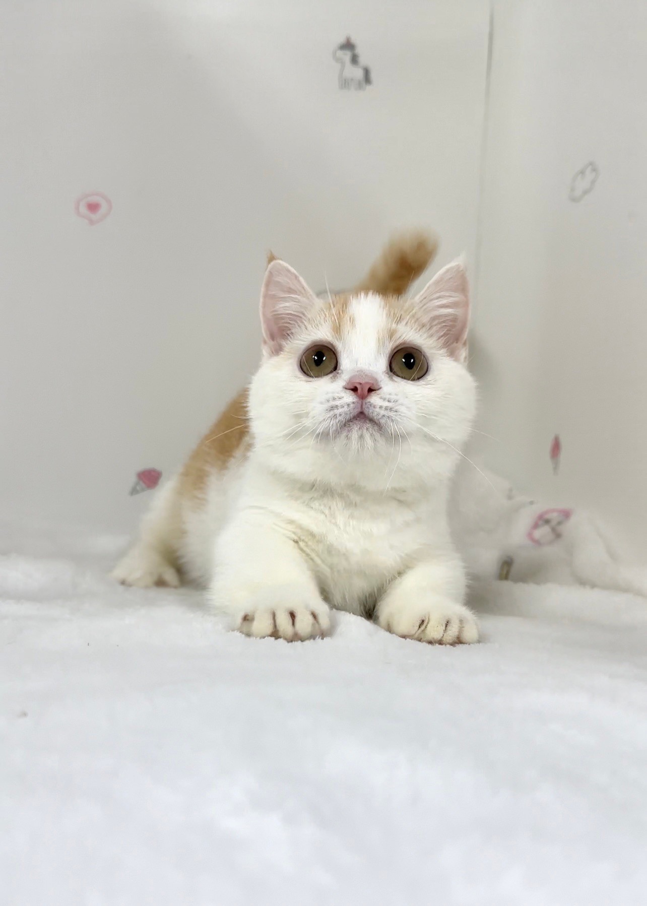 貓咪總動員館／橘白色曼赤肯