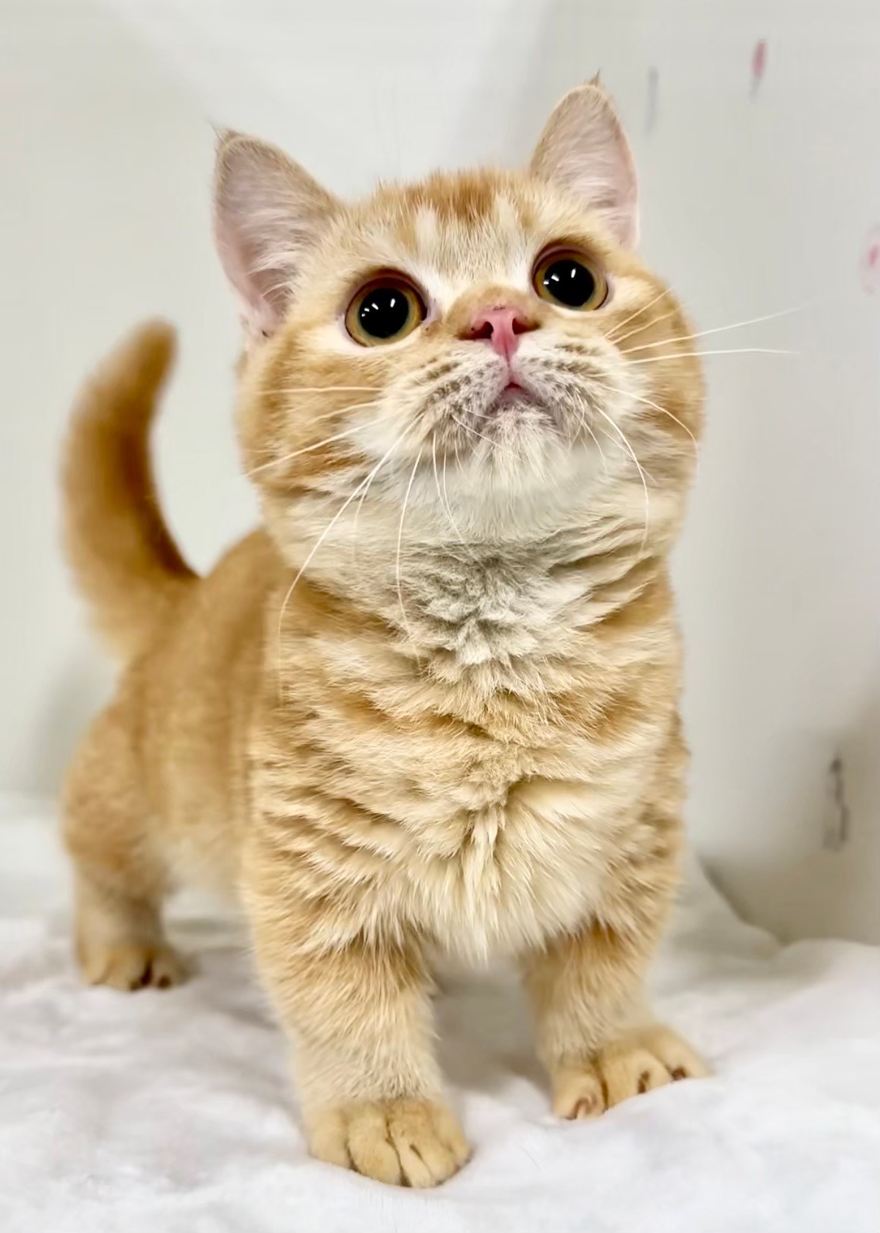 貓咪總動員館／紅金色曼赤肯