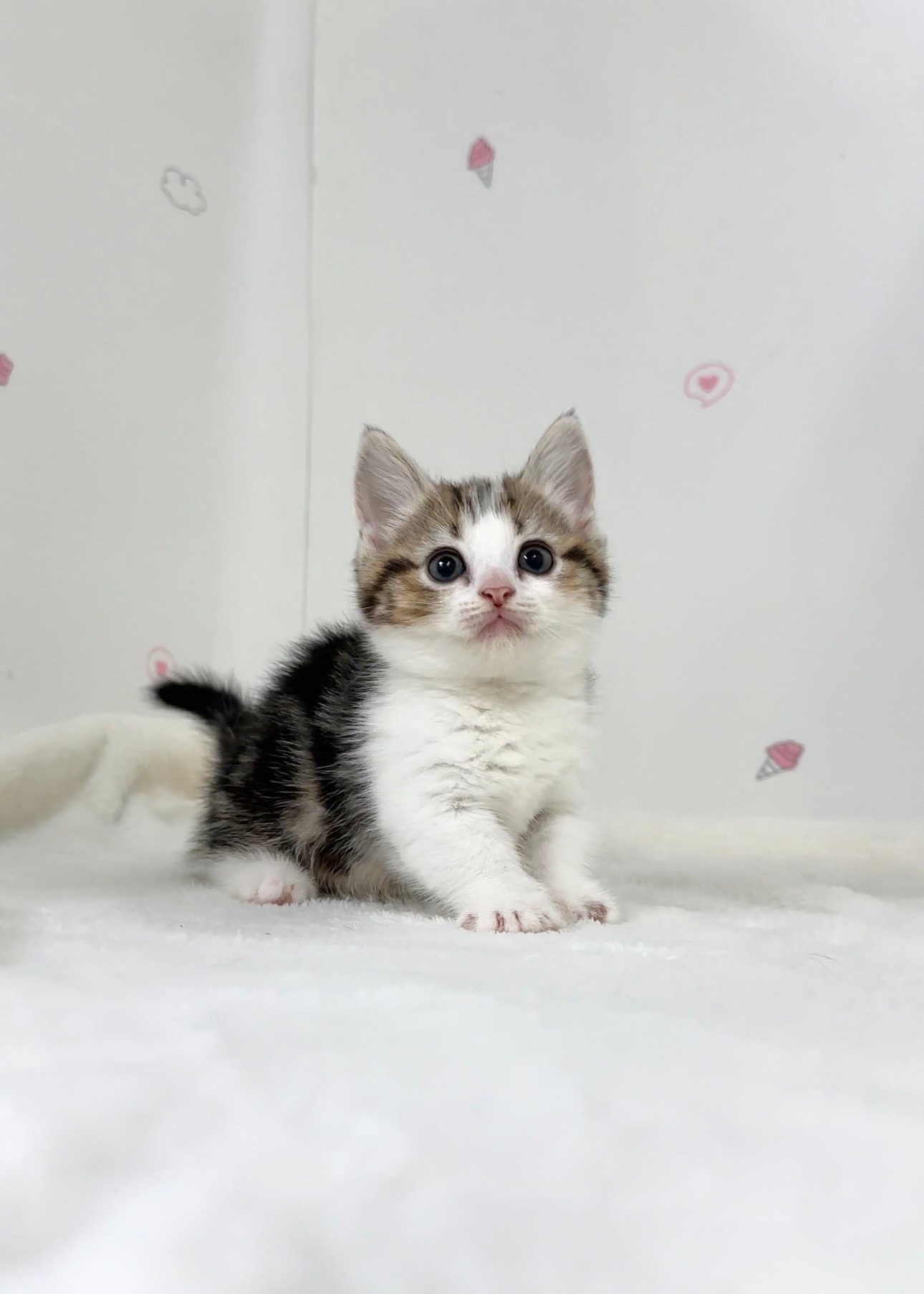 貓咪總動員館／虎斑賓士曼赤肯