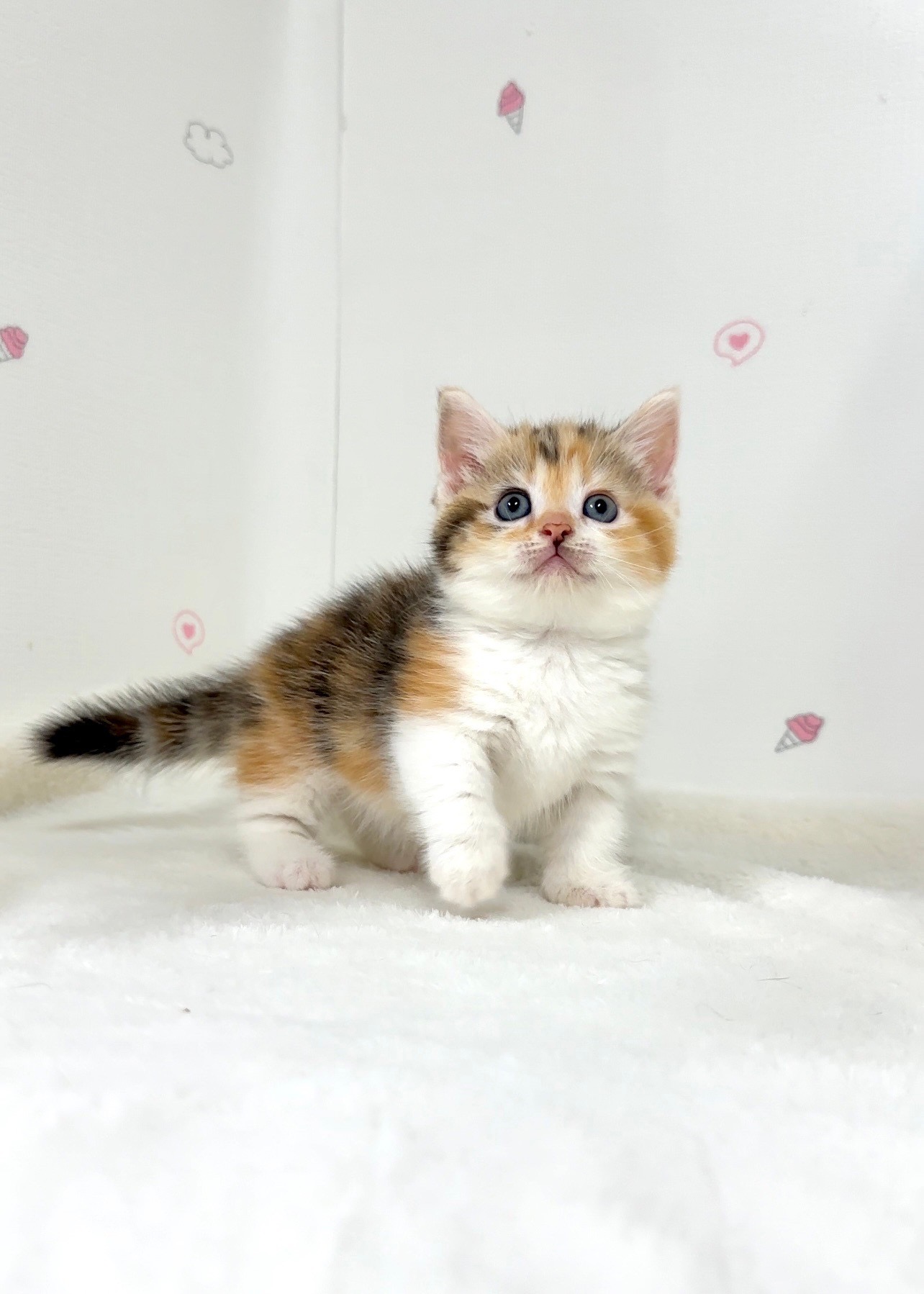 貓咪總動員館／三花曼赤肯