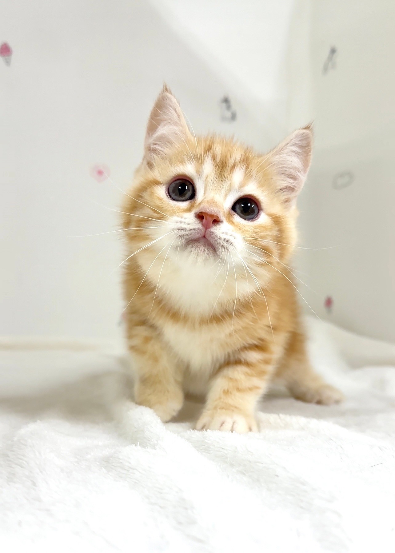 貓咪總動員館／橘紅色美國短毛貓