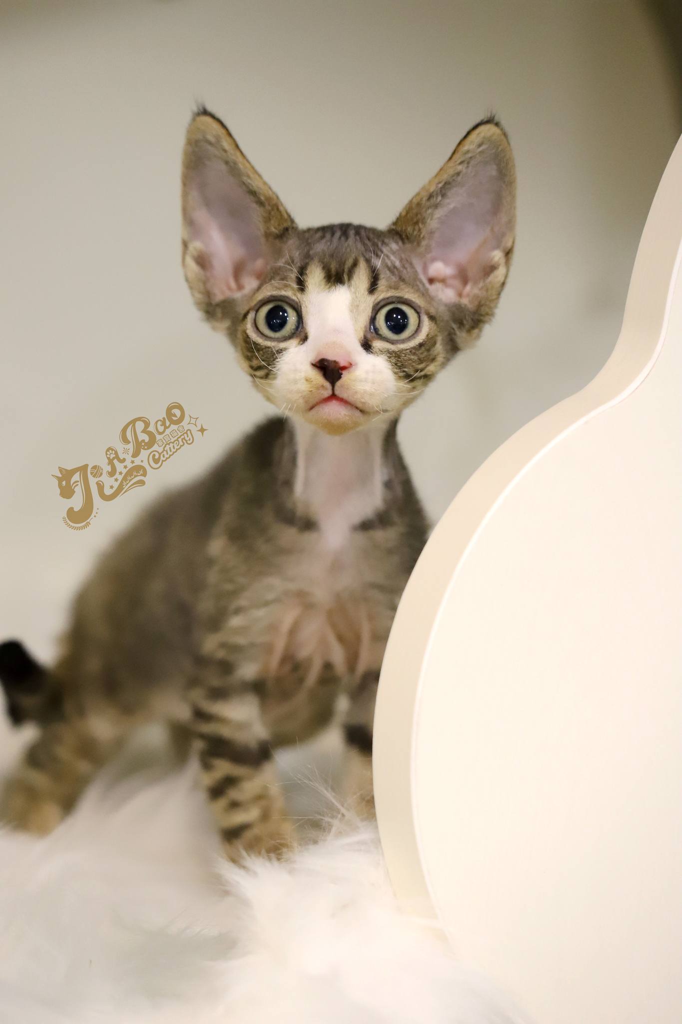 家寶寵物／虎斑加白德文捲毛貓