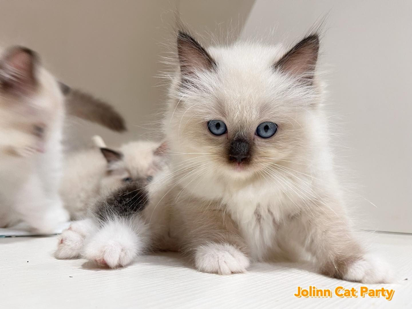 貓咪派對／重點色布偶貓