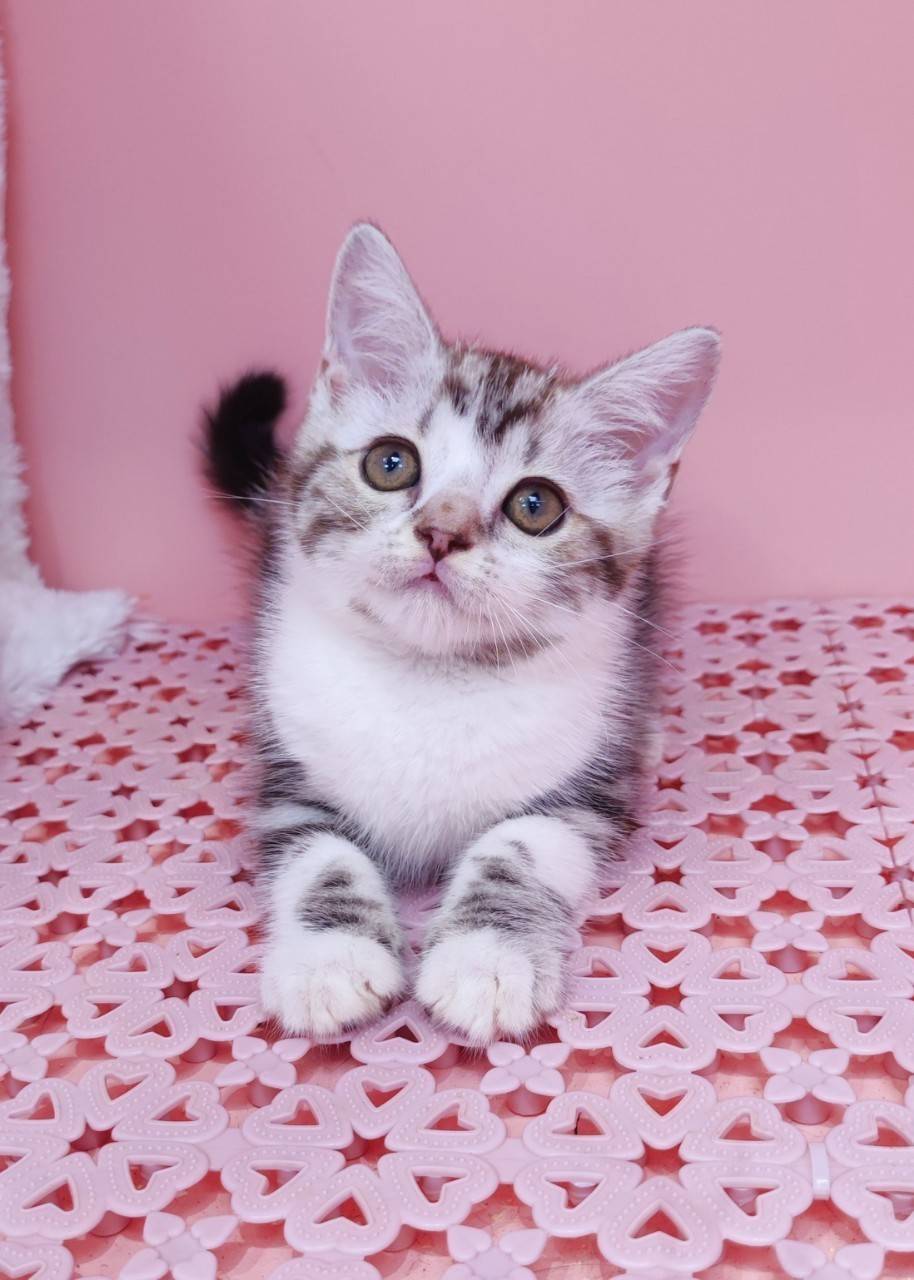 叮噹貓坊／加白美國短毛貓