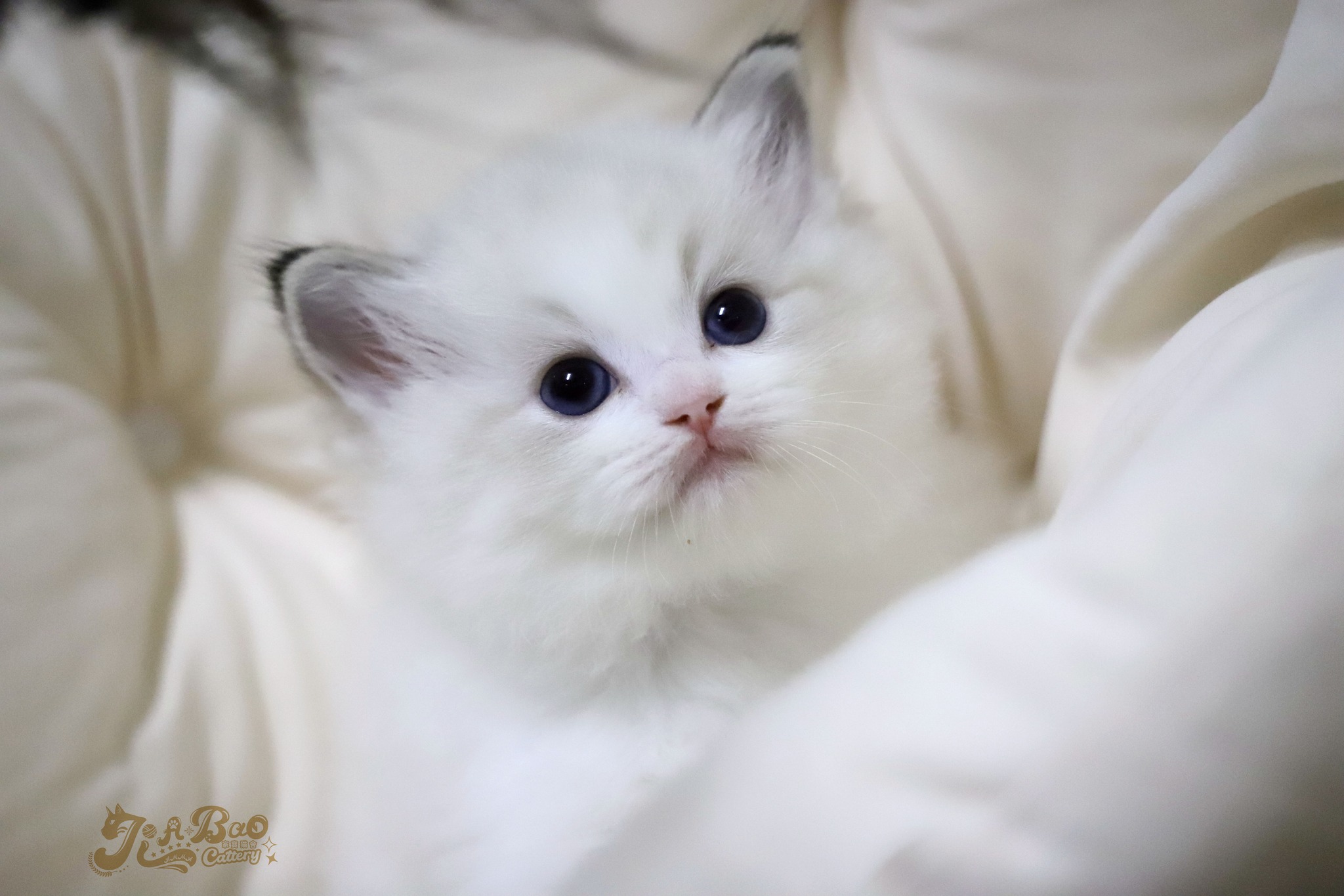 家寶寵物／海豹山貓雙色布偶貓