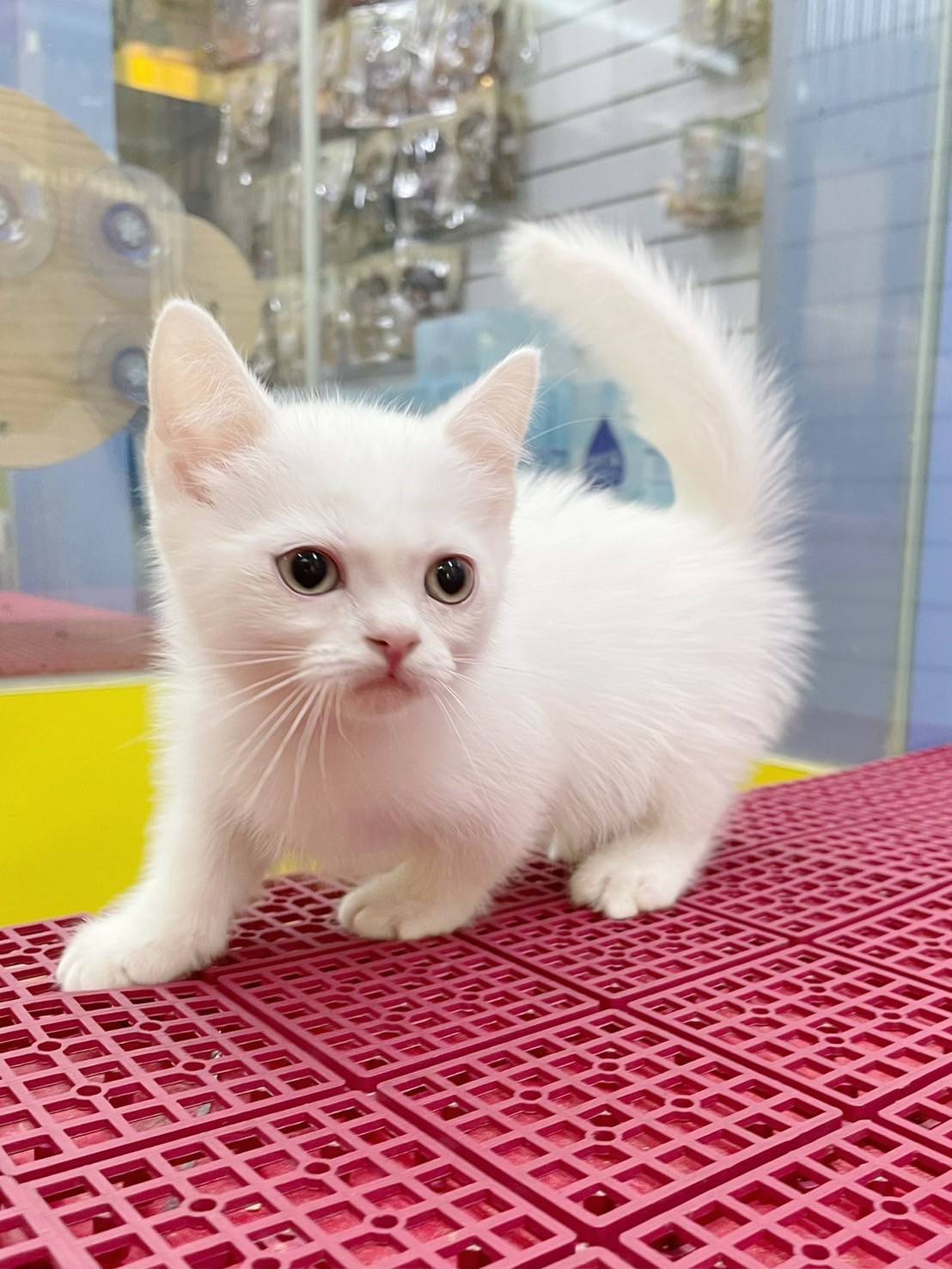 叮噹貓坊／白色曼赤肯