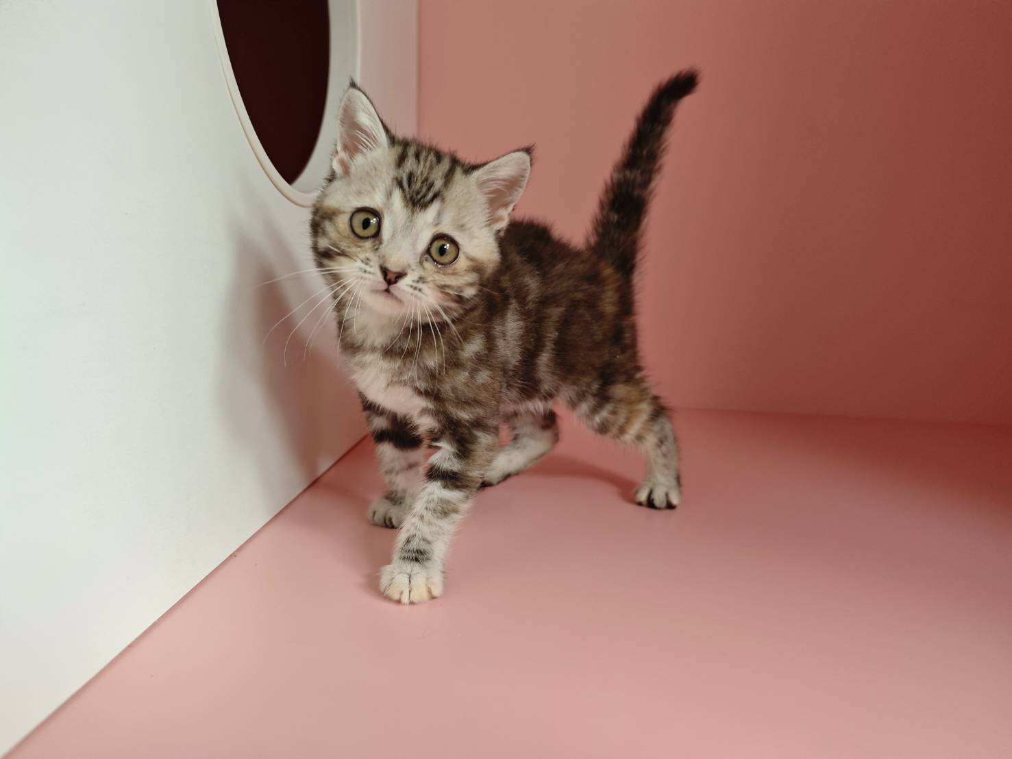 叮噹貓坊／螺旋紋美國短毛貓