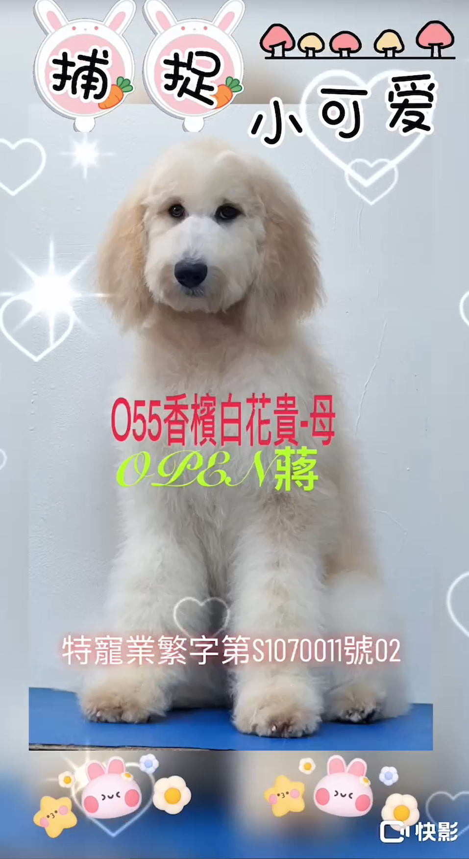 OPEN蔣犬舍／香檳白花色巨型貴賓