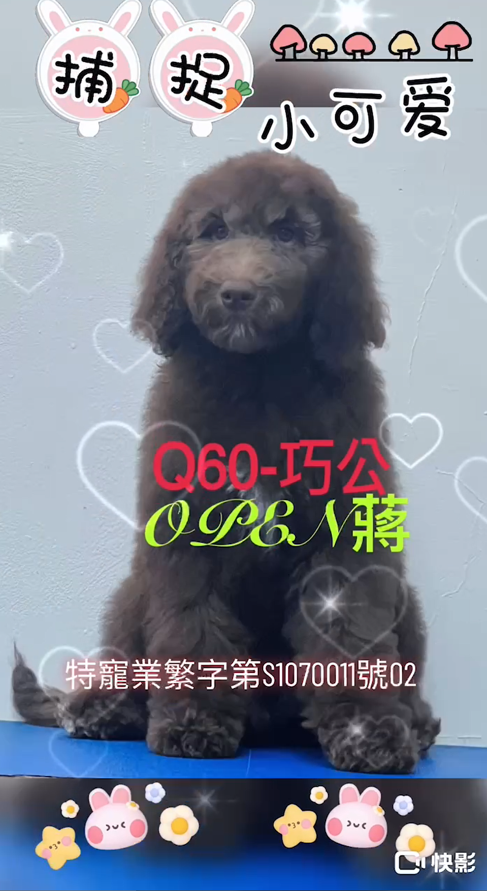 OPEN蔣犬舍／巧克力色巨型貴賓