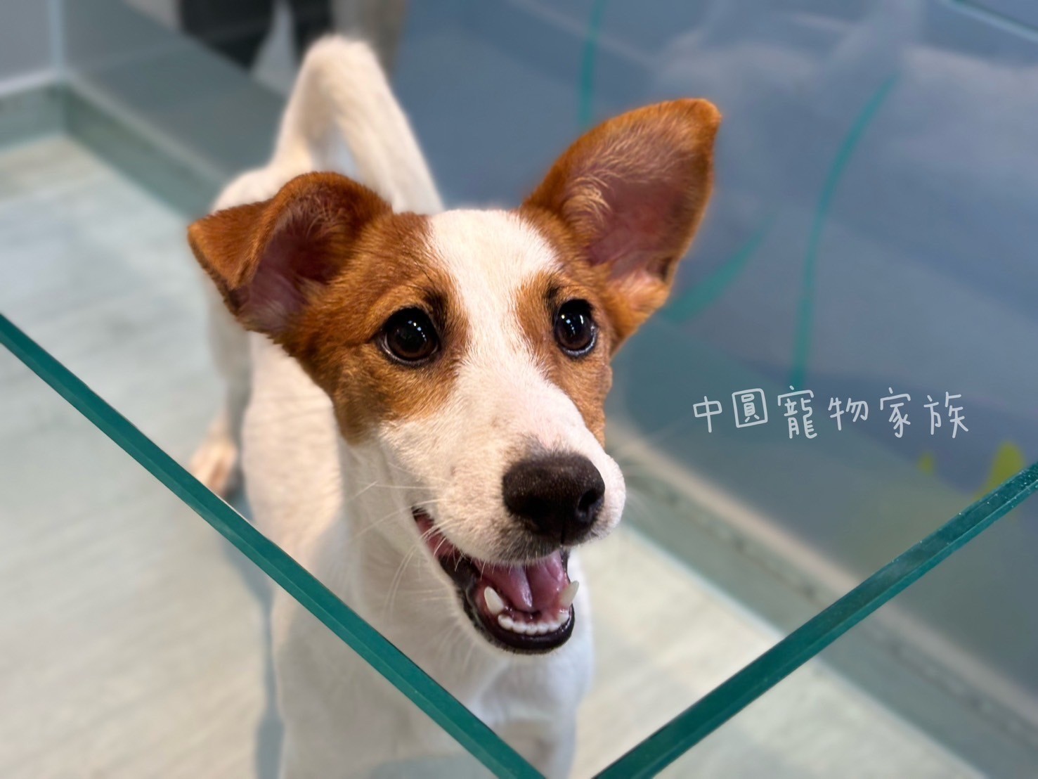 中圓寵物家族／黃白傑克羅素梗