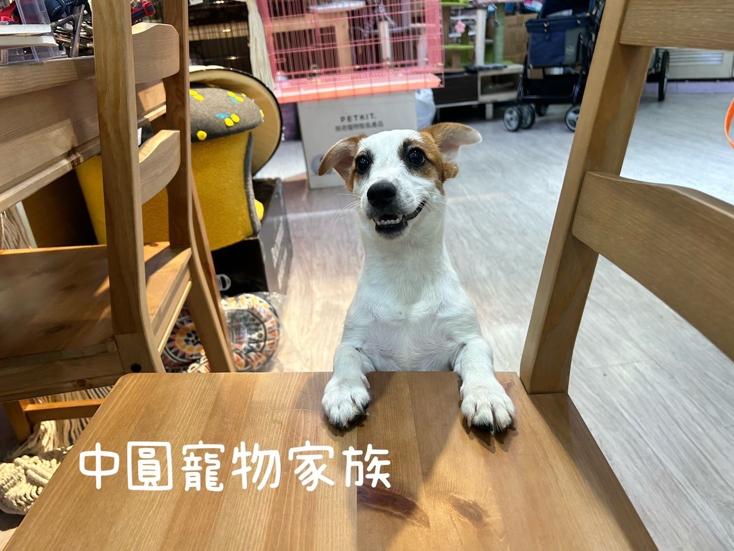 中圓寵物家族／黃白傑克羅素梗