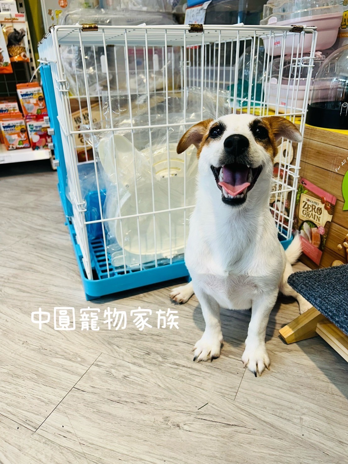 中圓寵物家族／黃白傑克羅素梗