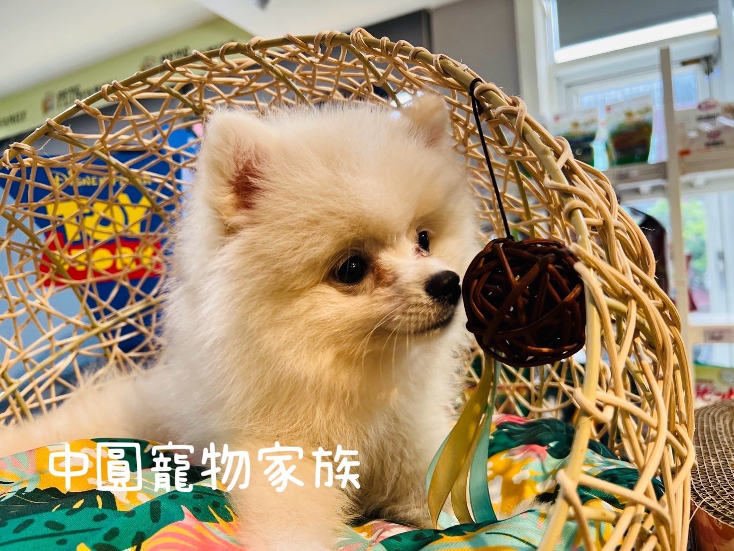 中圓寵物家族／白色博美