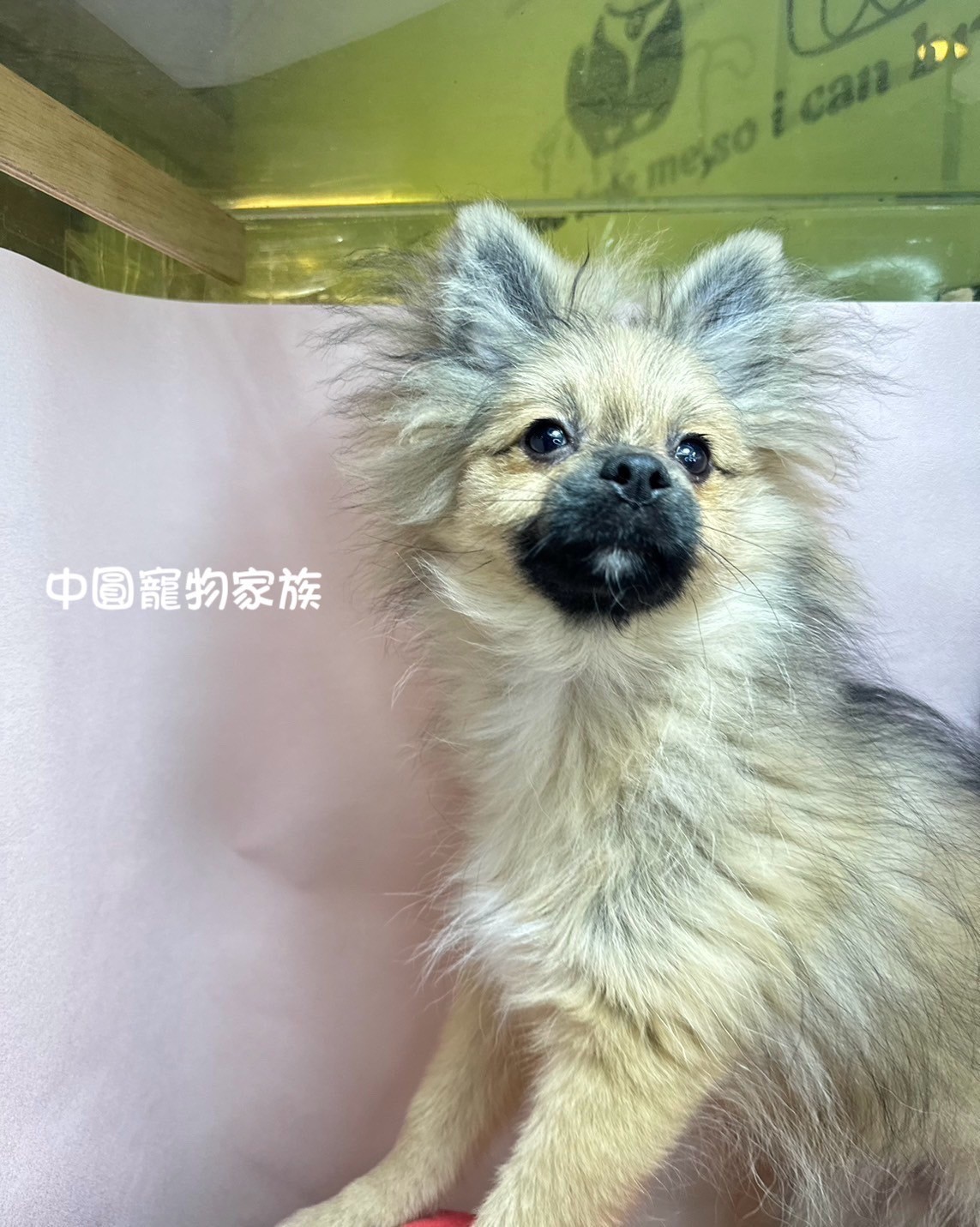 中圓寵物家族／紅棕色博美犬