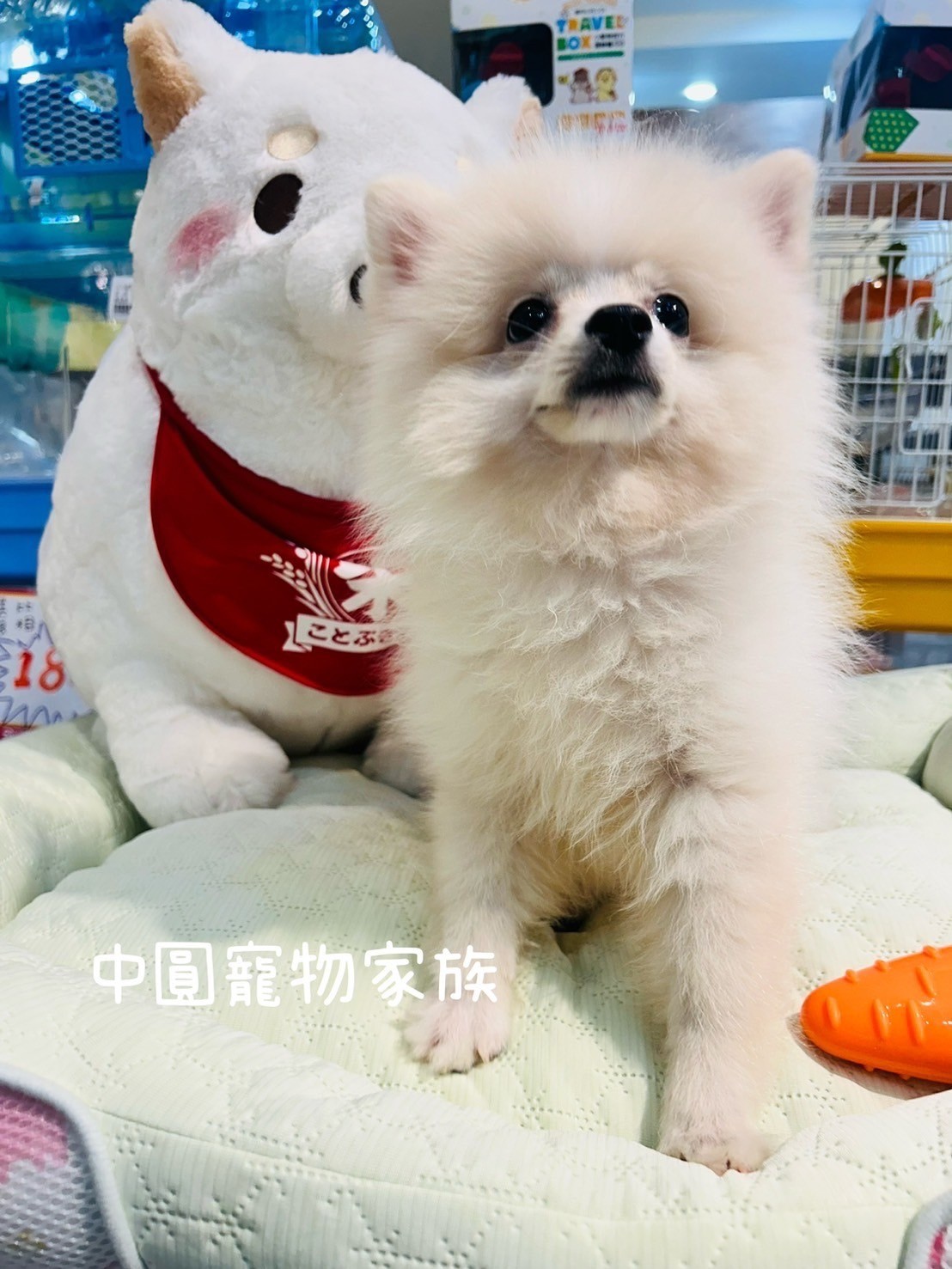 中圓寵物家族／白博美