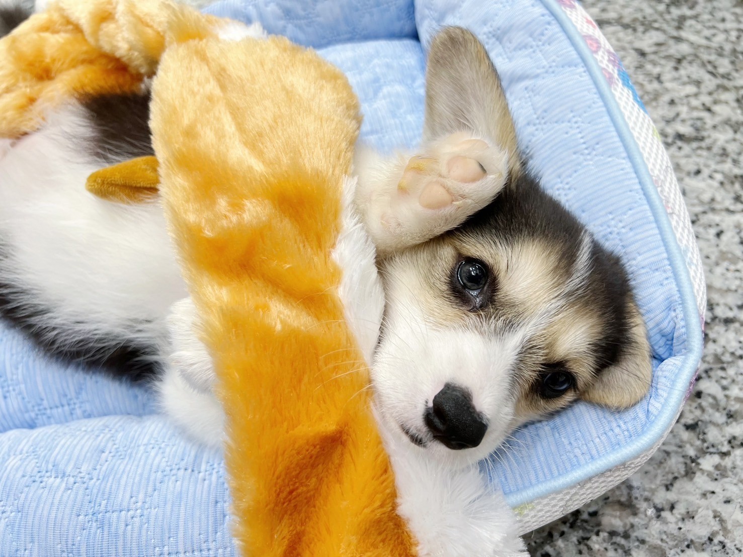 中圓寵物家族／三色柯基犬