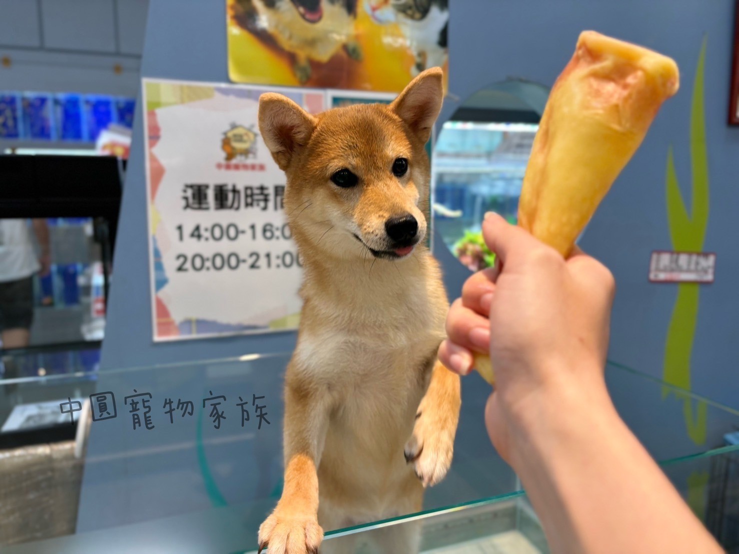 中圓寵物家族／赤色柴犬