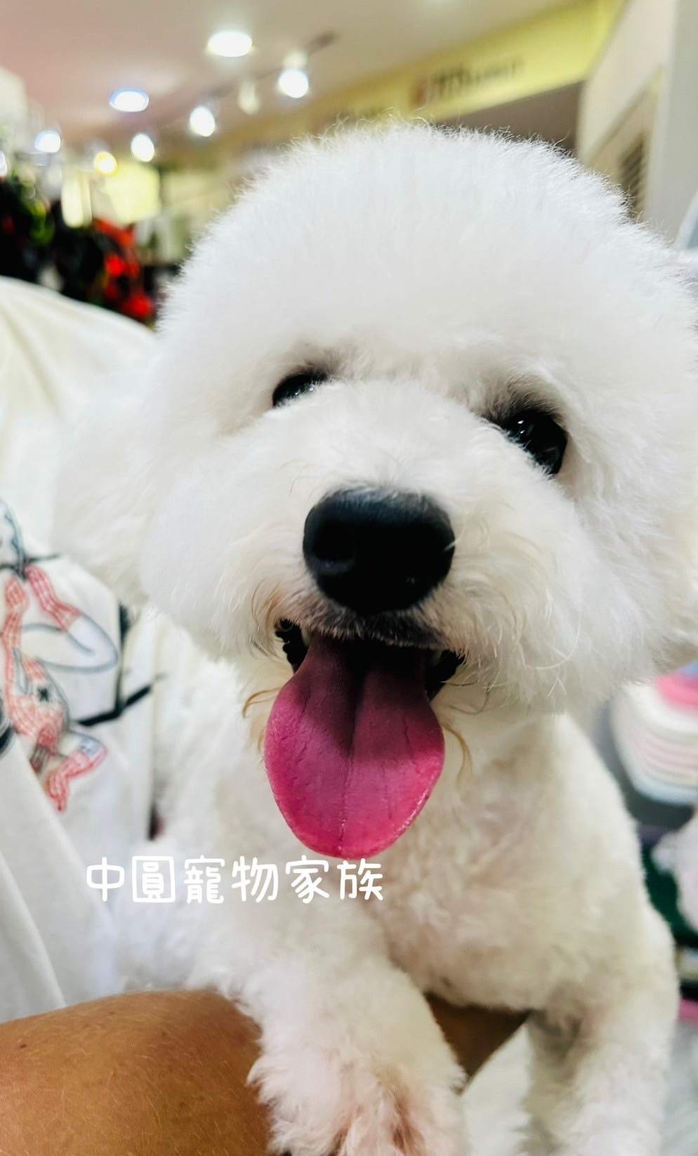 中圓寵物家族／白色比熊犬