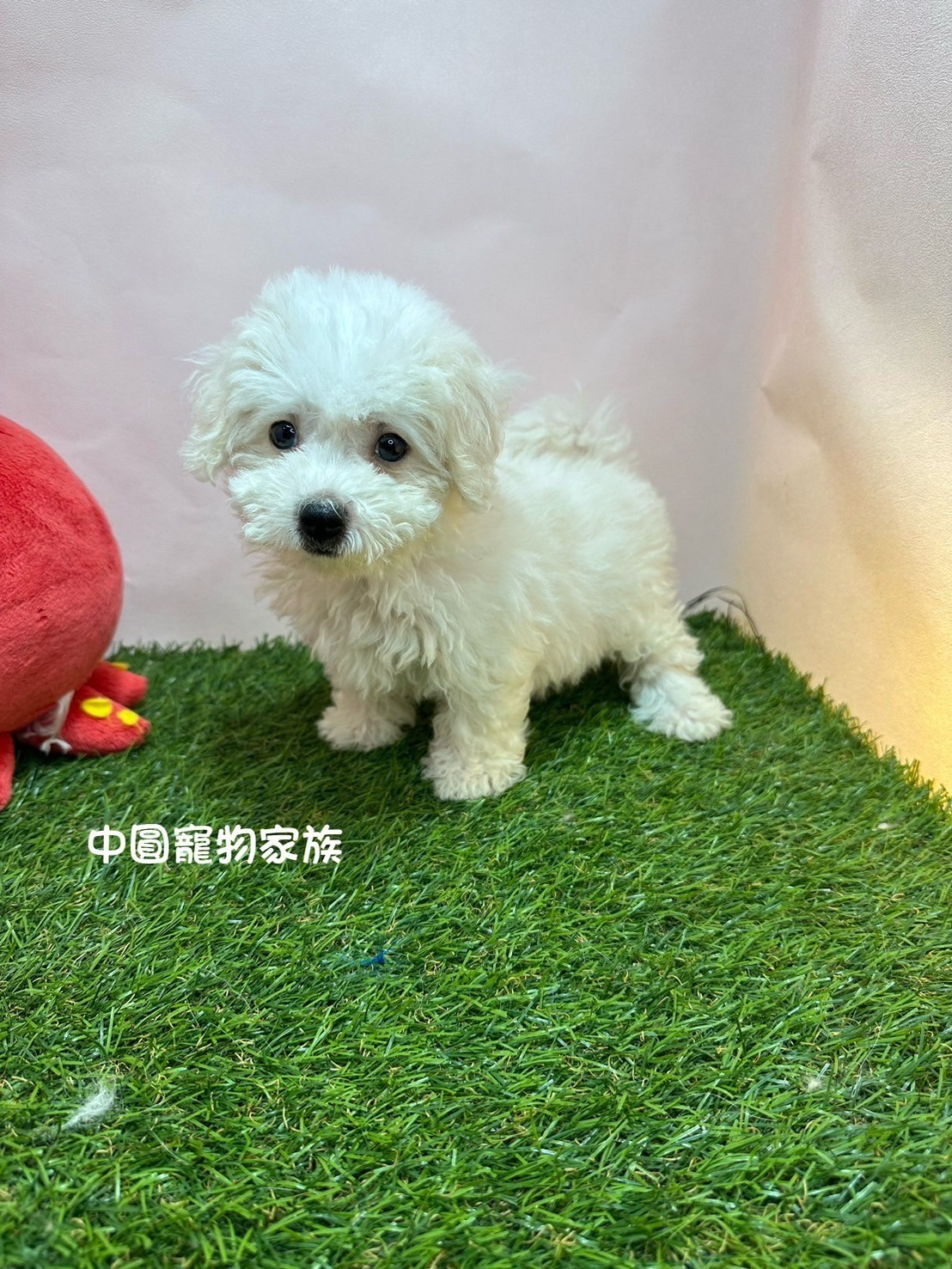 中圓寵物家族／白色比熊犬