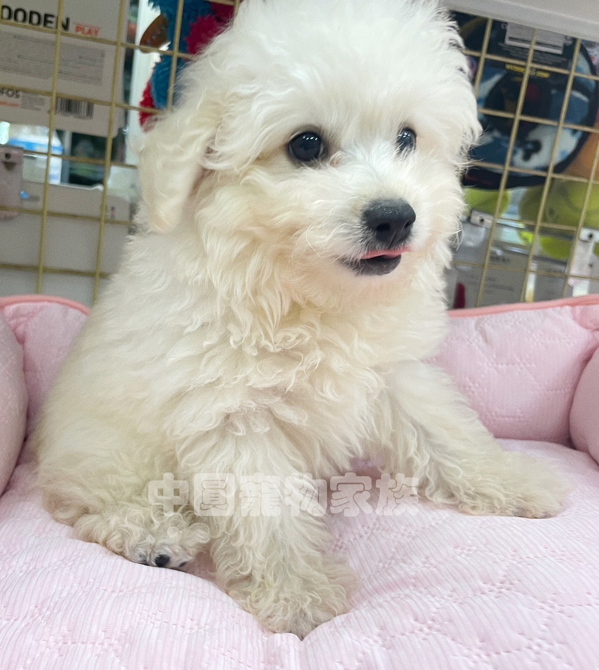 中圓寵物家族／白色貴賓犬