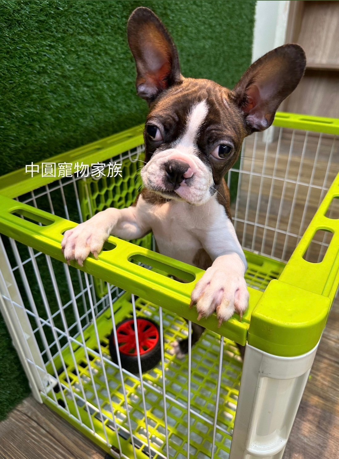 中圓寵物家族／黑虎斑加白波士頓梗犬