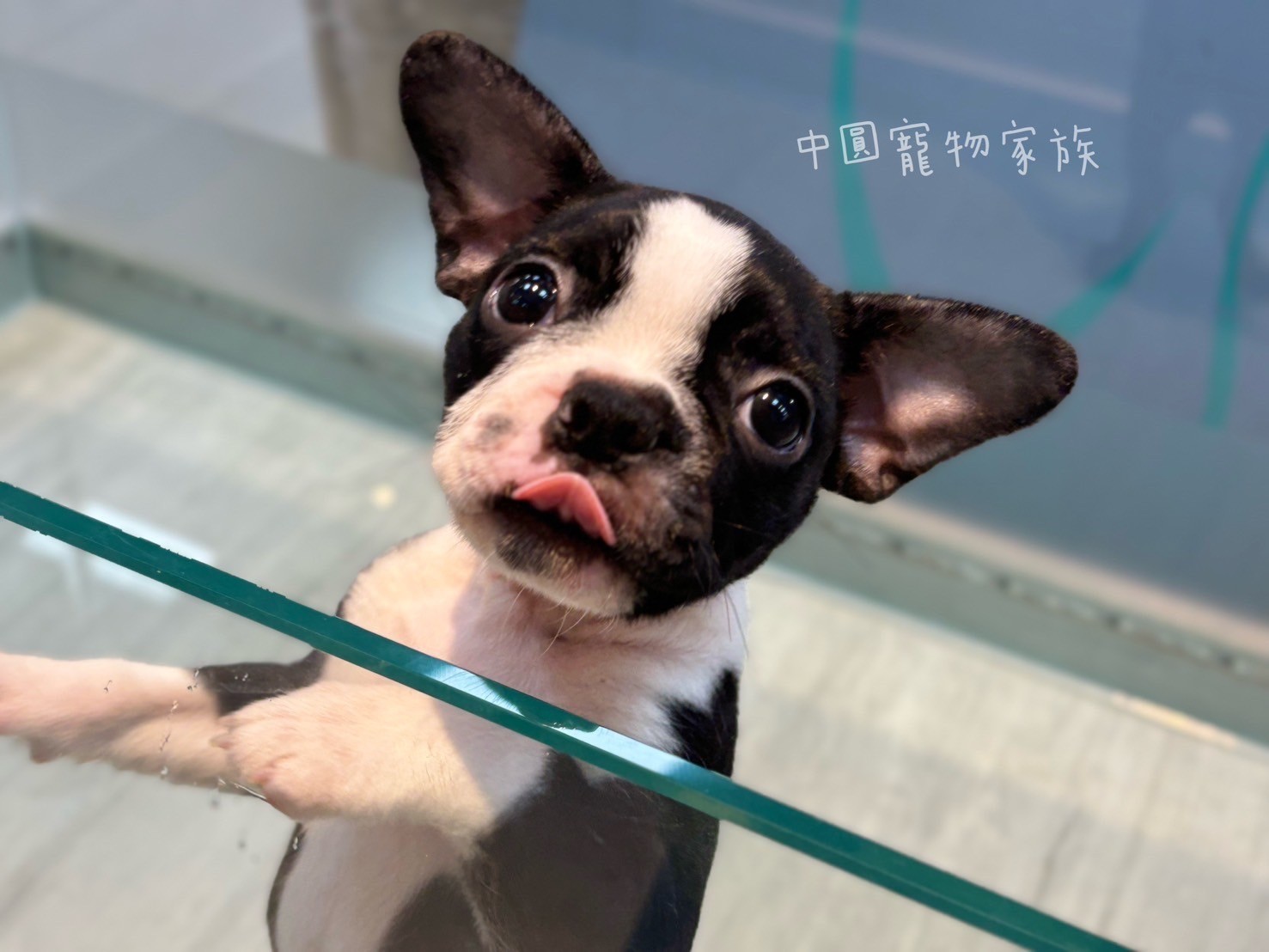 中圓寵物家族／黑白色波士頓梗