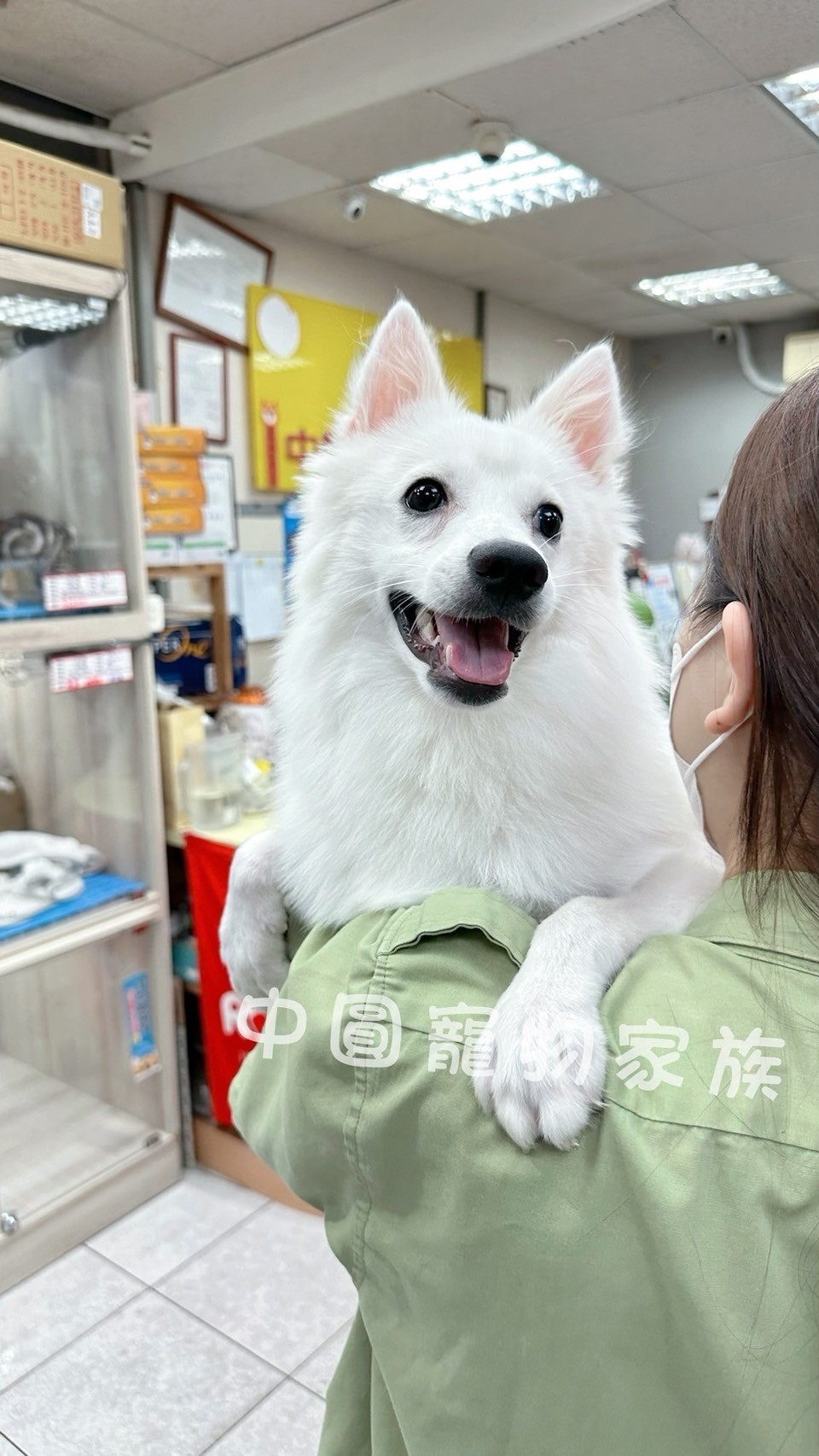 中圓寵物家族／白色狐狸犬