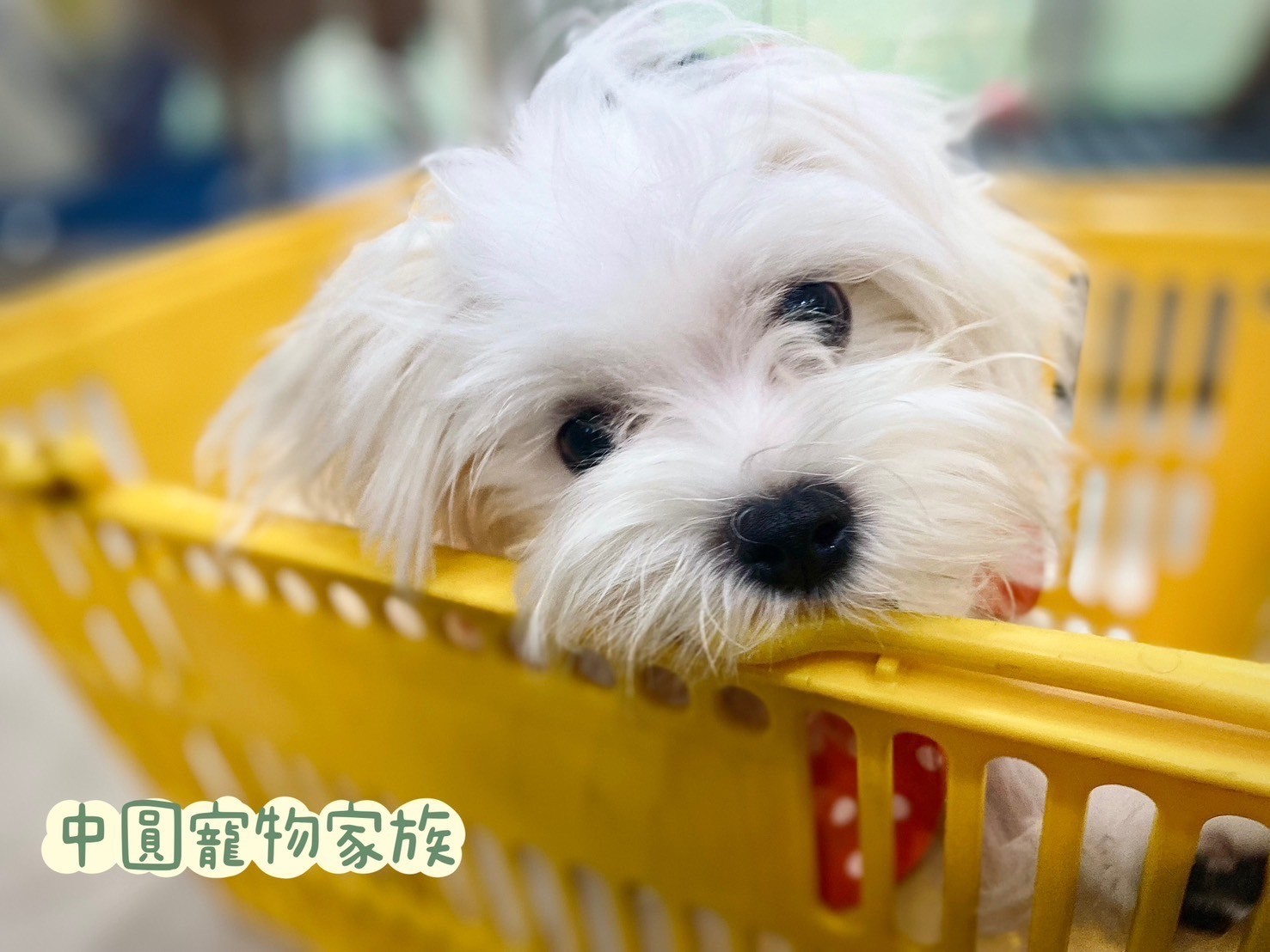 中圓寵物家族／瑪爾濟斯