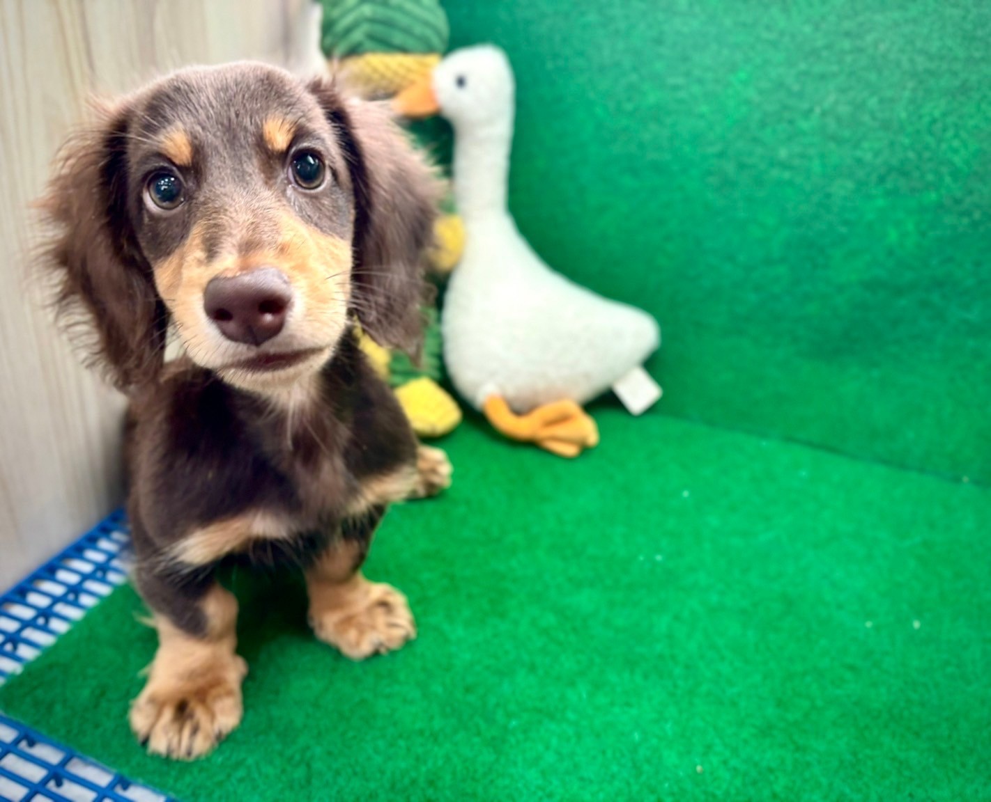 中圓寵物家族／巧奶色長毛臘腸