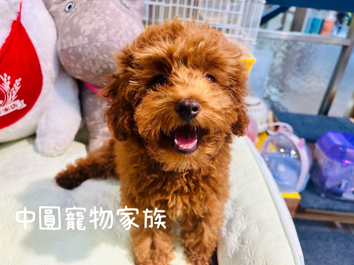 中圓寵物家族／紅色貴賓犬