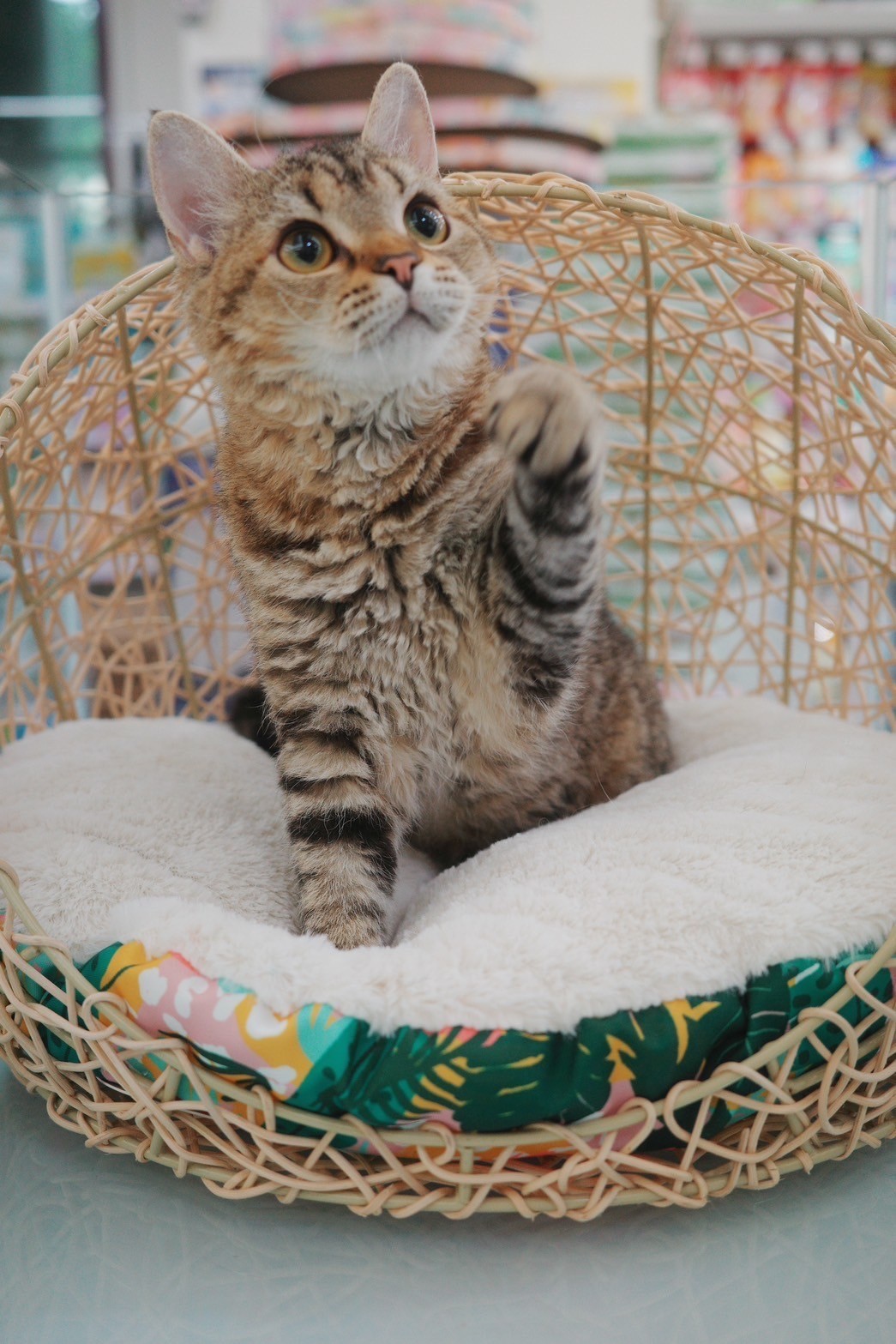 中圓寵物家族／賽爾凱克羊毛貓