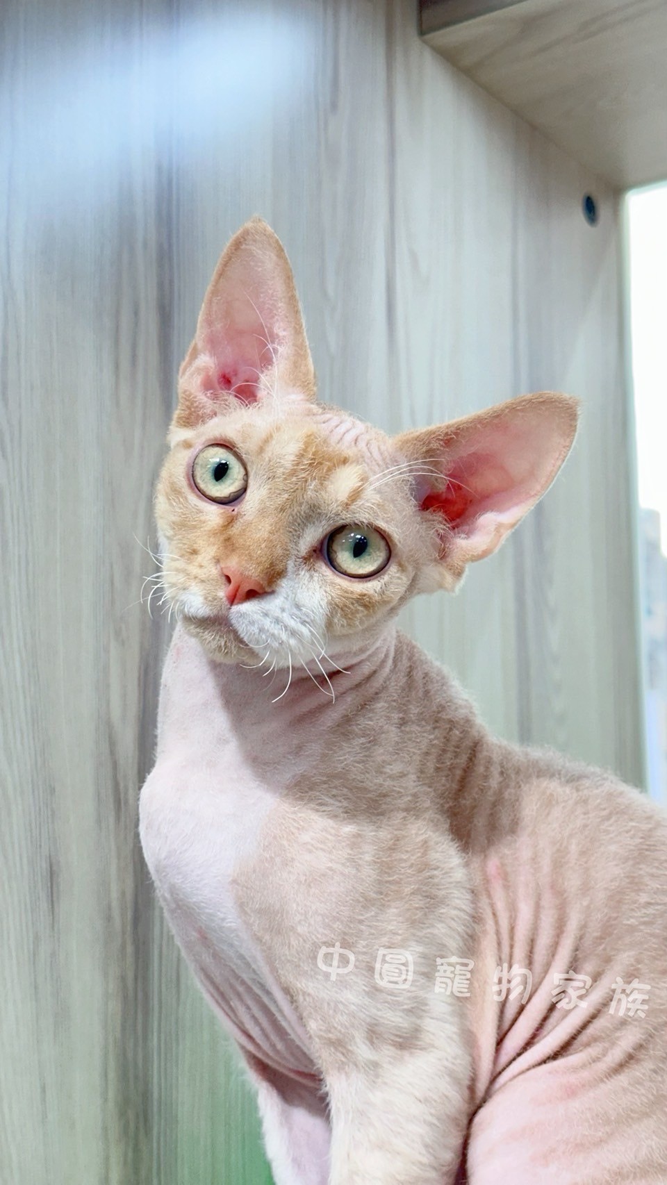 中圓寵物家族／紅白德文捲毛貓