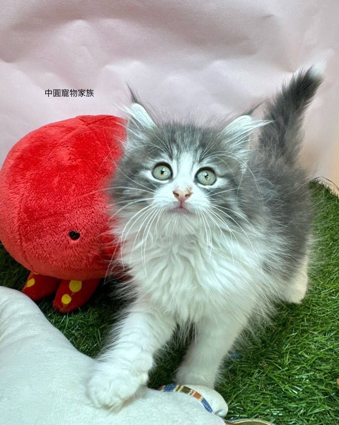 中圓寵物家族／挪威森林貓