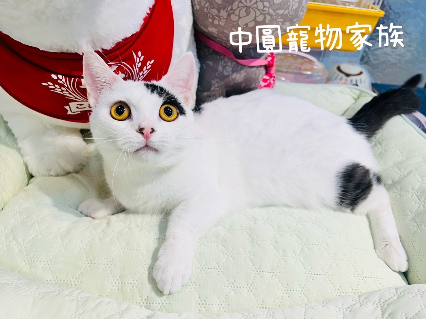 中圓寵物家族／黑白曼赤肯