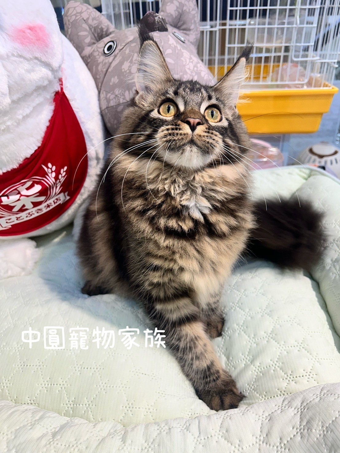 中圓寵物家族／棕虎斑緬因貓