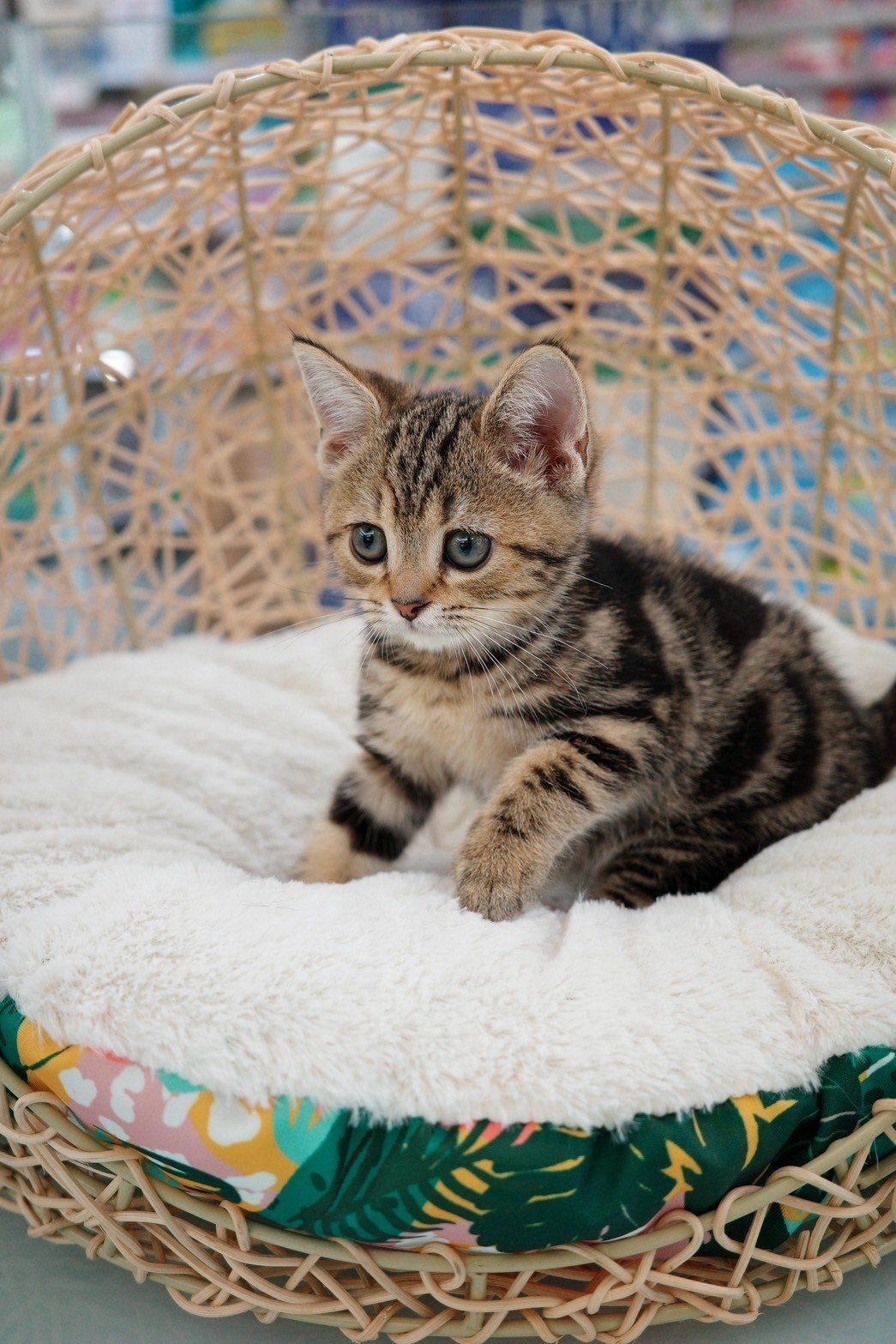 中圓寵物家族／古銅色美國短毛貓