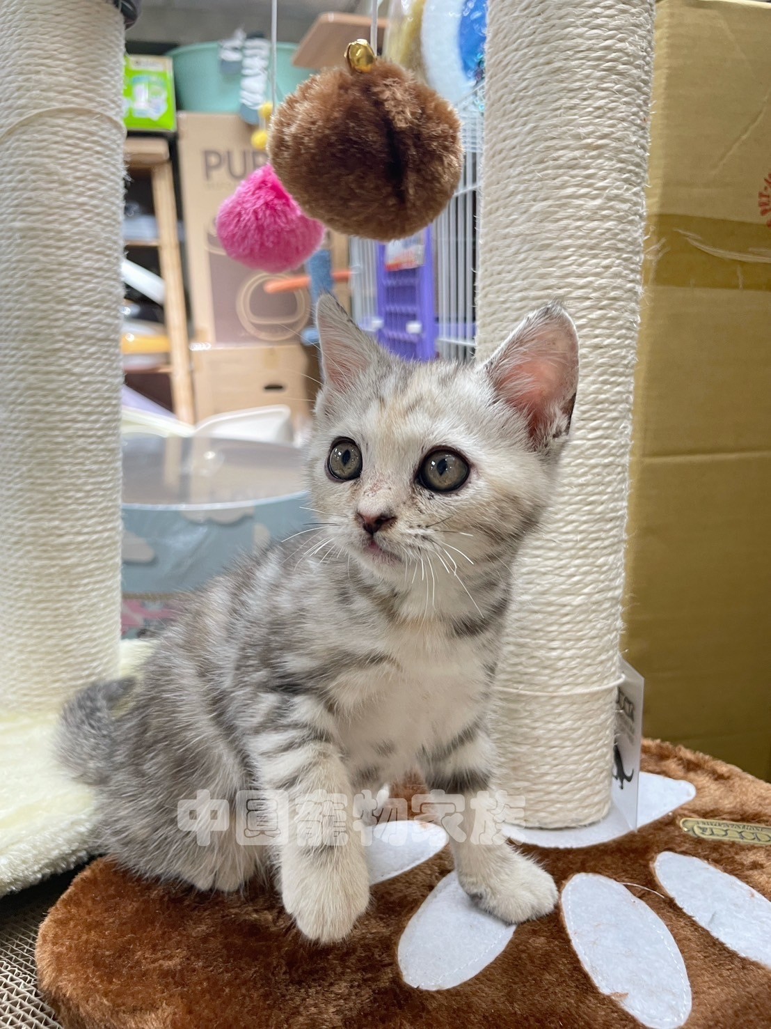 中圓寵物家族／三花美國短毛貓