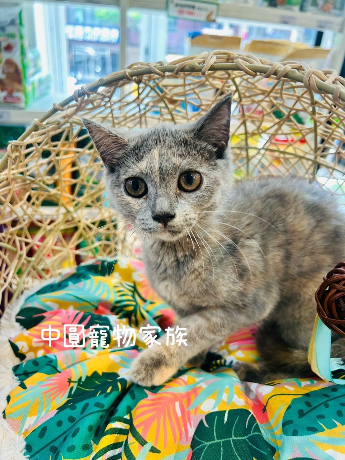 中圓寵物家族／藍奶色英國長毛貓