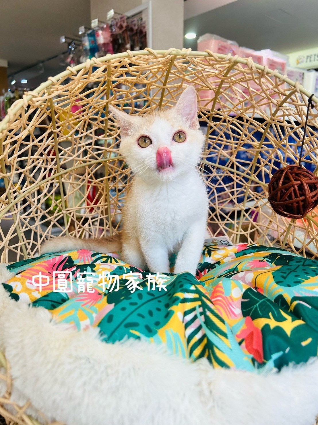 中圓寵物家族／奶油白英國短毛貓