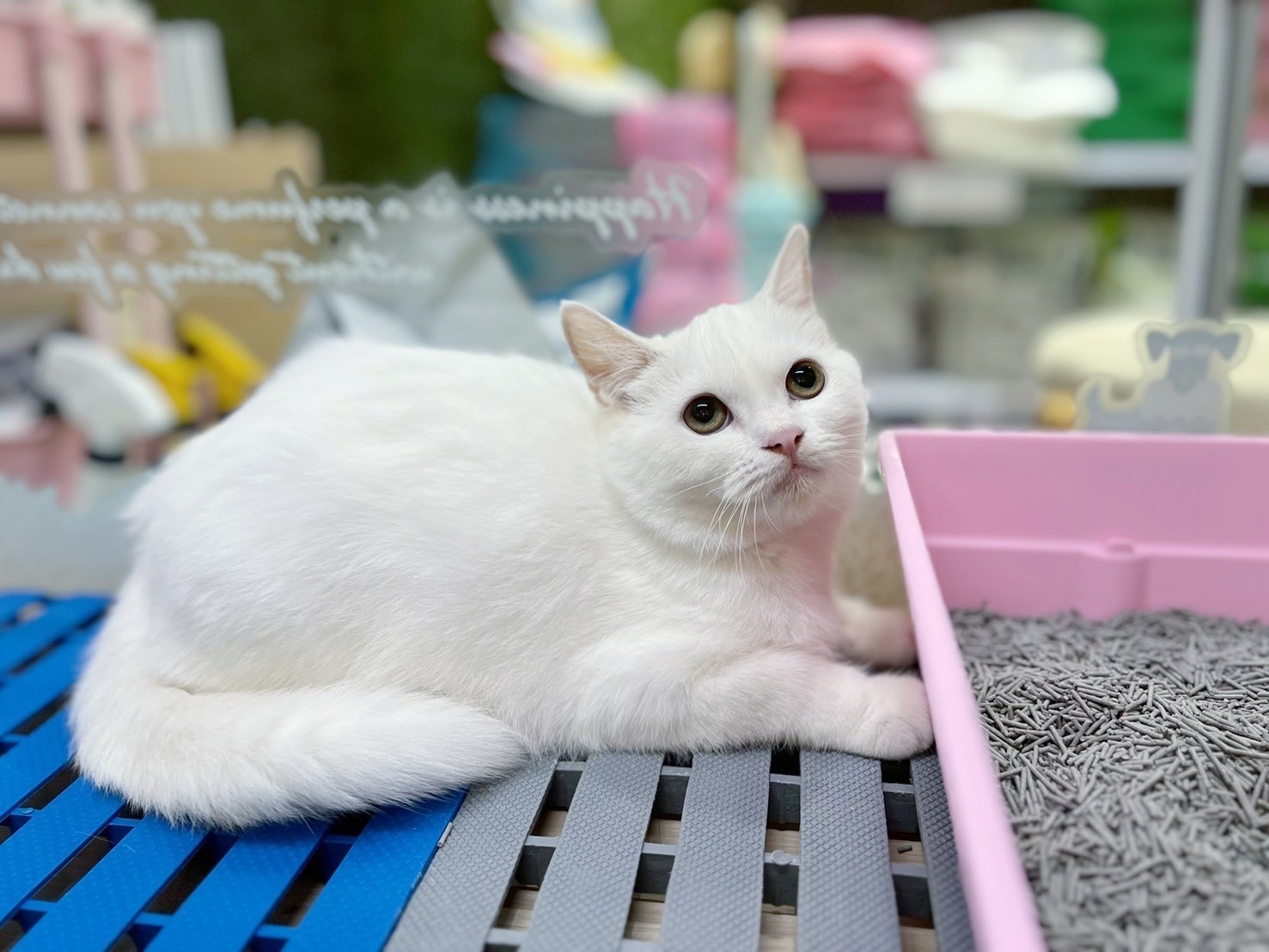 中圓寵物家族／白色英國短毛貓